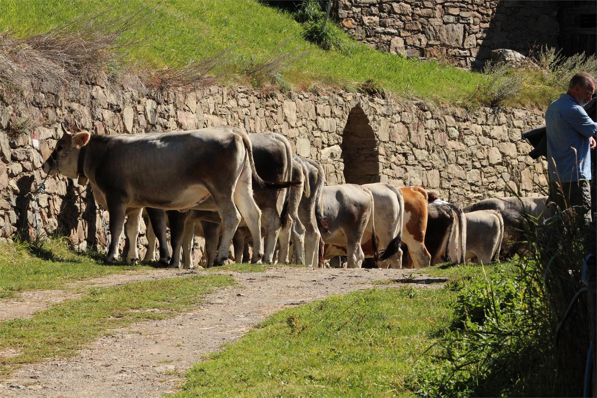 Gurschlhof Schnals 25 suedtirol.info