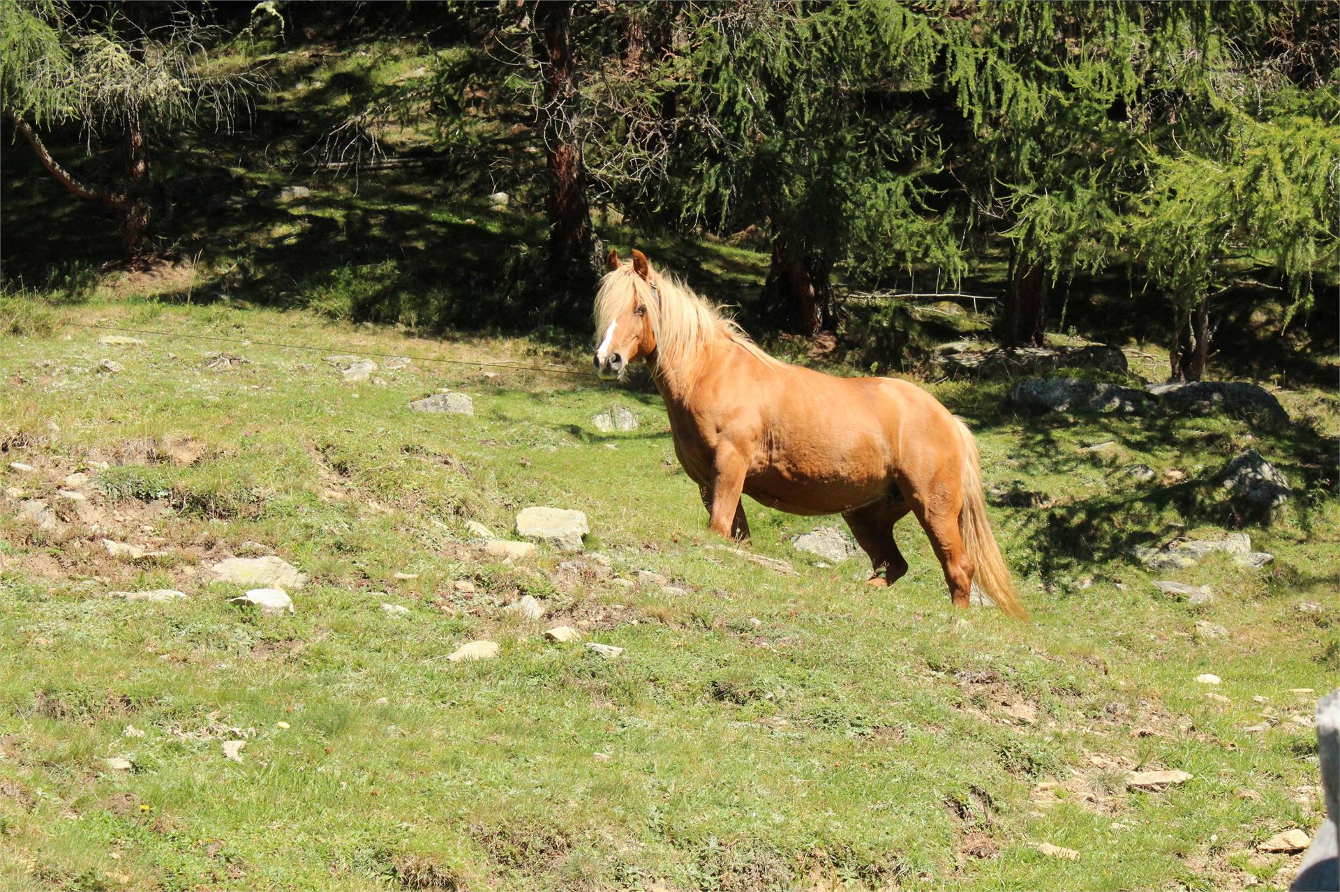 Gurschlhof Schnals 30 suedtirol.info