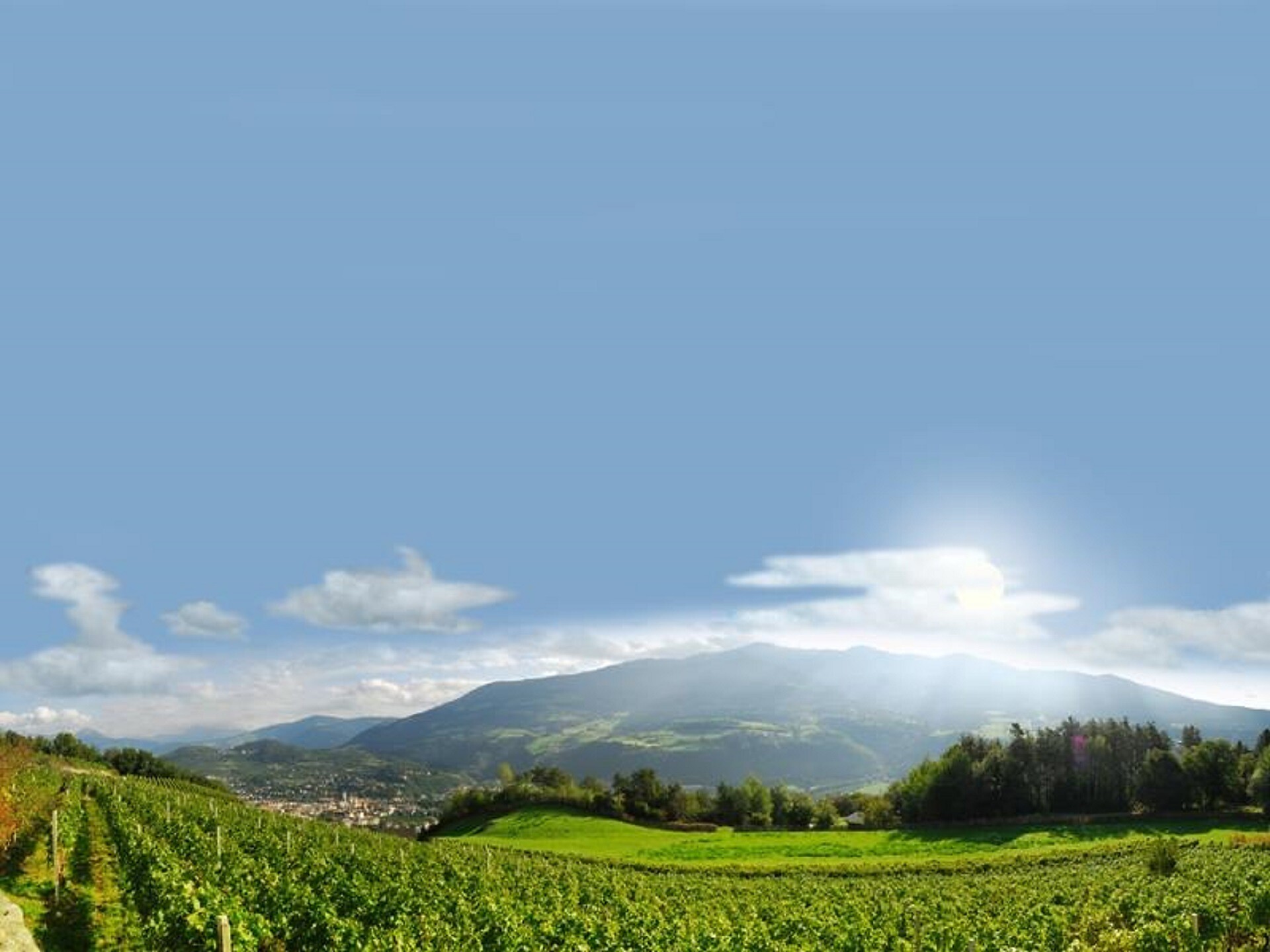 Vigneti