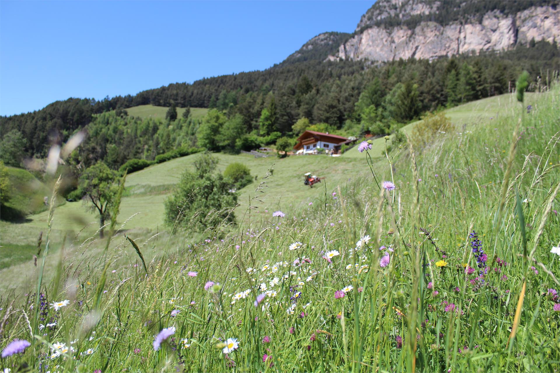 Garni Thalerhof Tires al Catinaccio 13 suedtirol.info