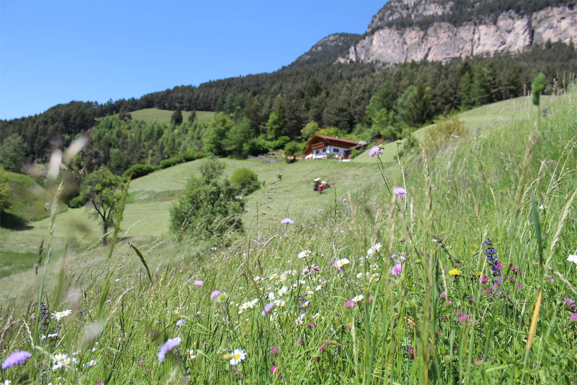 Garni Thalerhof Tires al Catinaccio 13 suedtirol.info