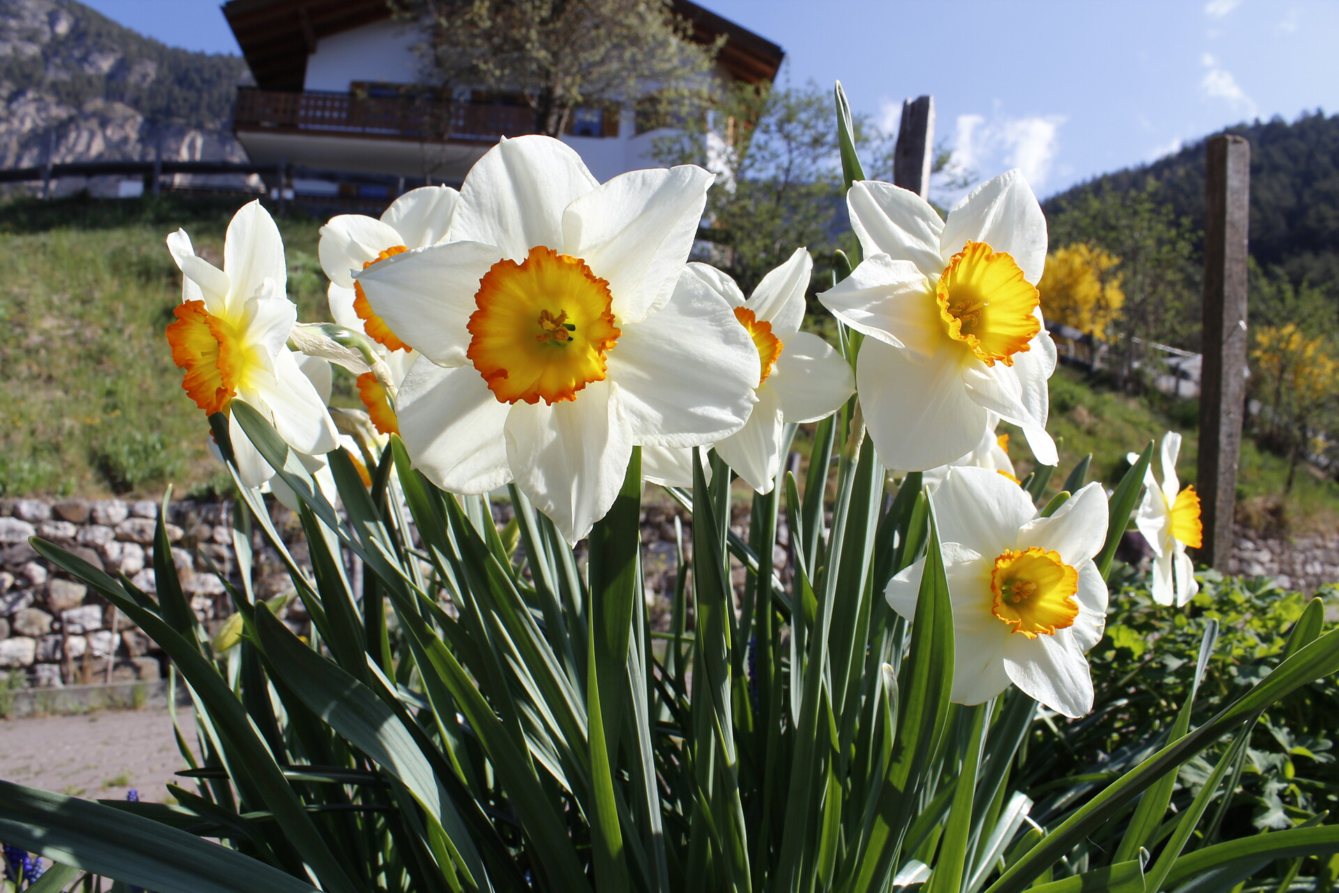 Frühlingsboten am Thalerhof