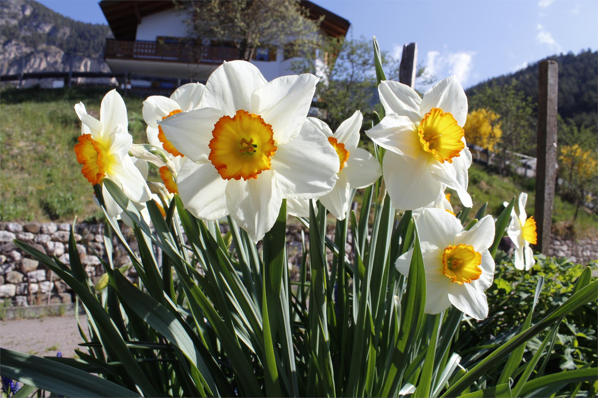 Garni Thalerhof Tires al Catinaccio 12 suedtirol.info
