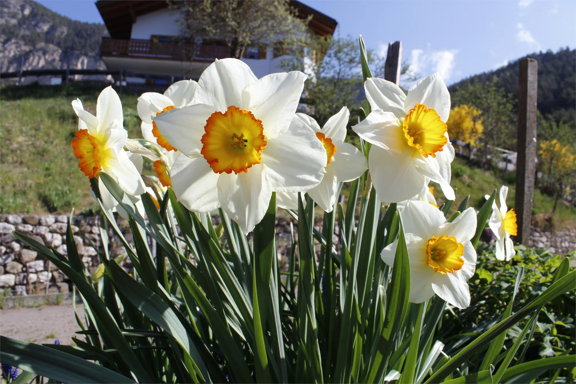 Garni Thalerhof Tires al Catinaccio 12 suedtirol.info