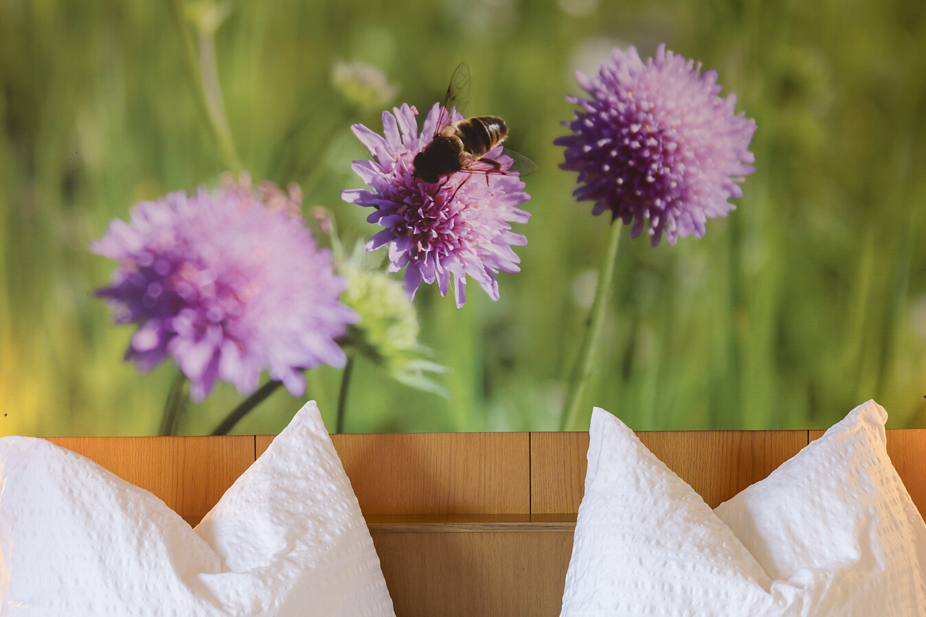 Witwenblumen mit Bienen an der Bett Wand