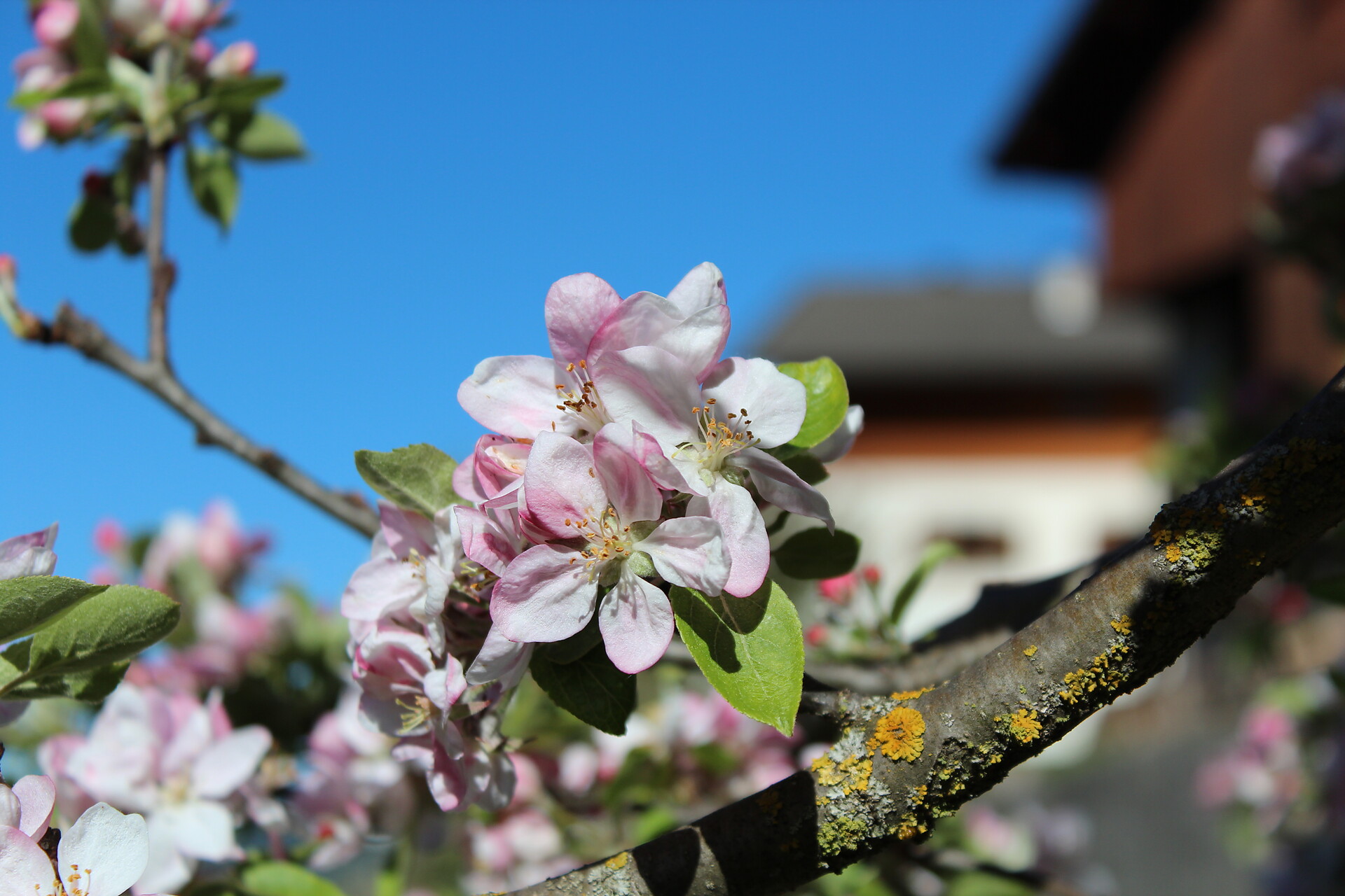 Frühling am Thalerhof