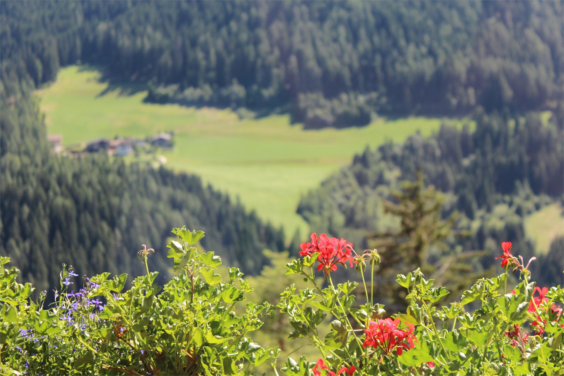 Garni Thalerhof Tires al Catinaccio 17 suedtirol.info