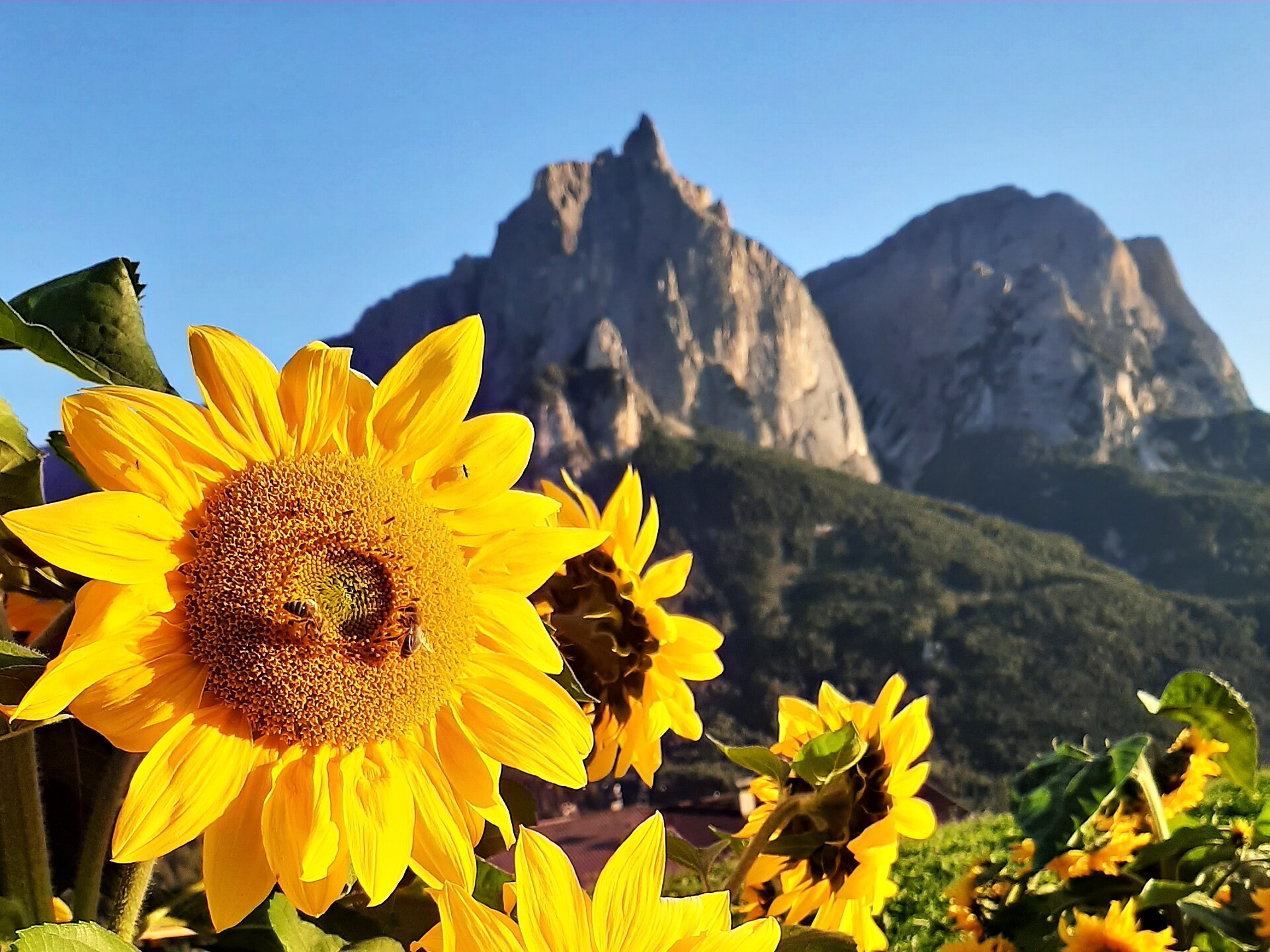 Sonnenblume
