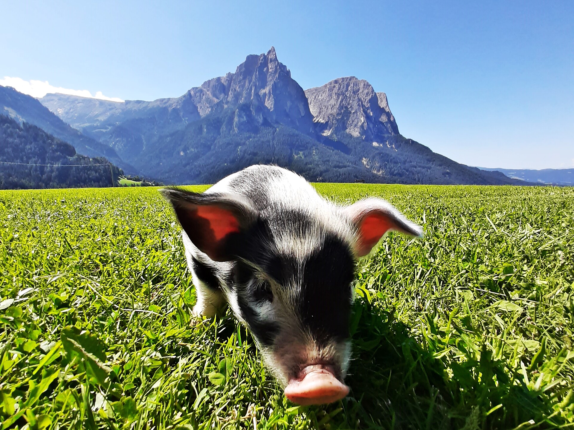 Ferkel