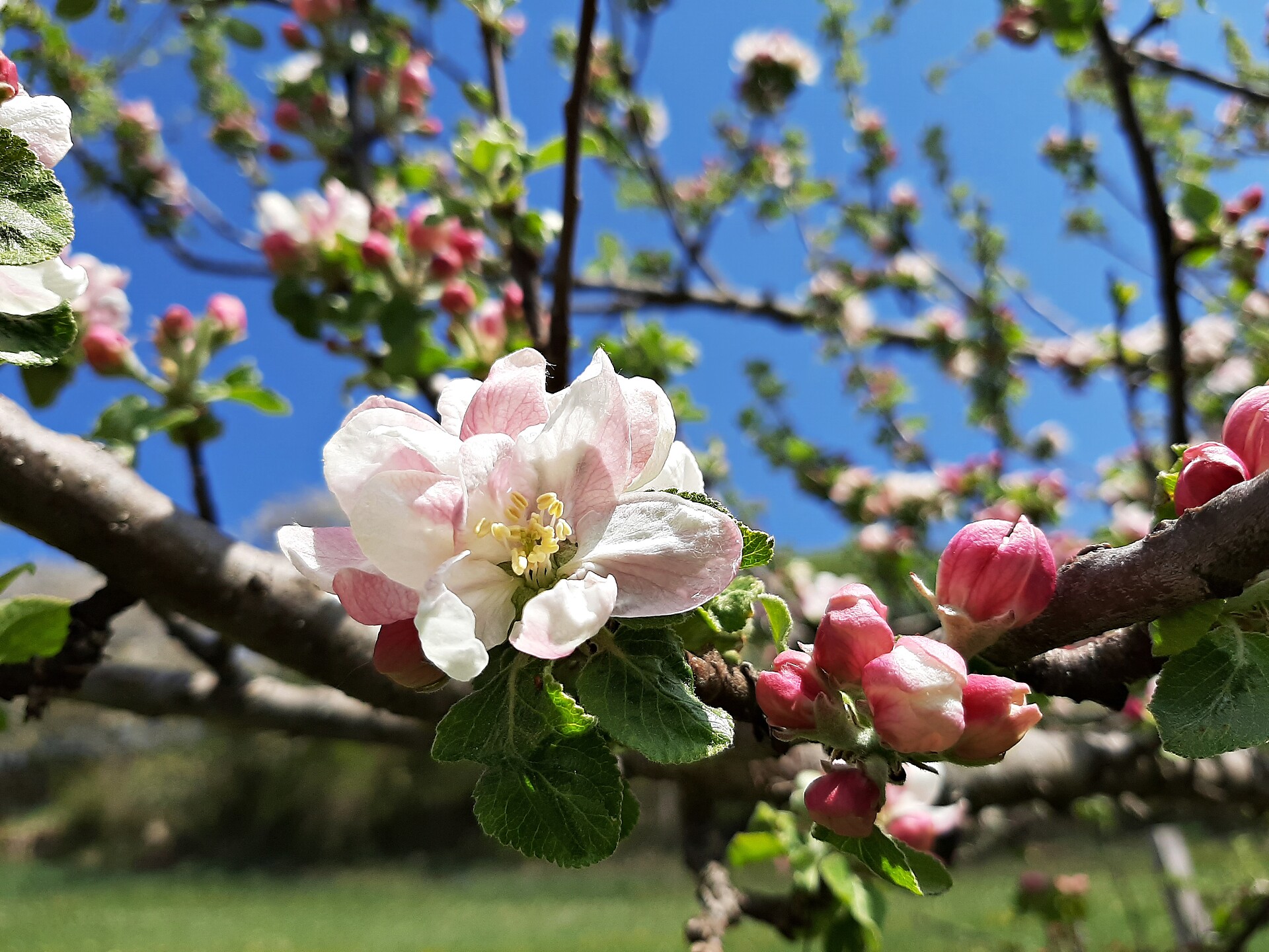 Apfelblüten