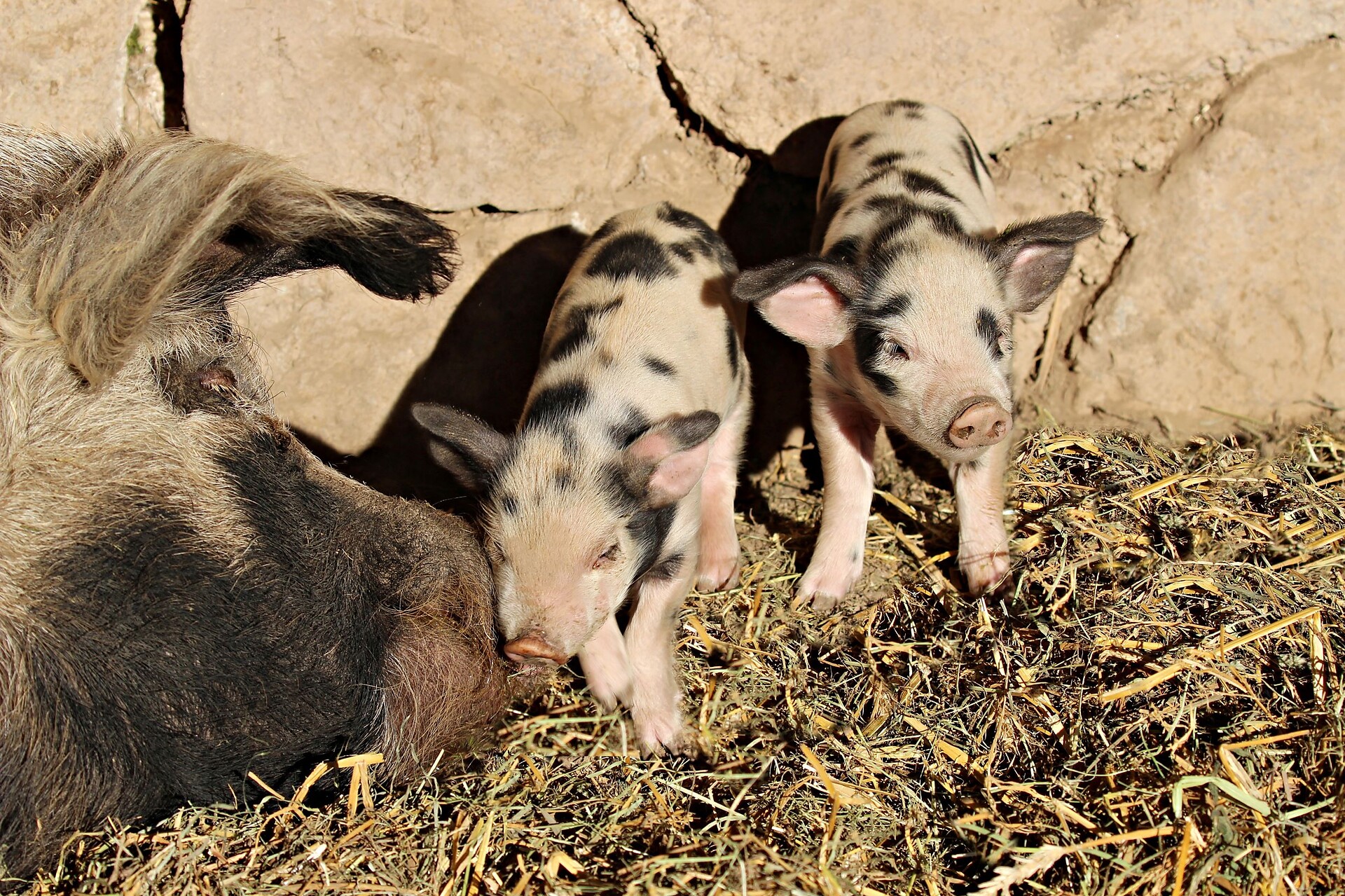 Ferkel
