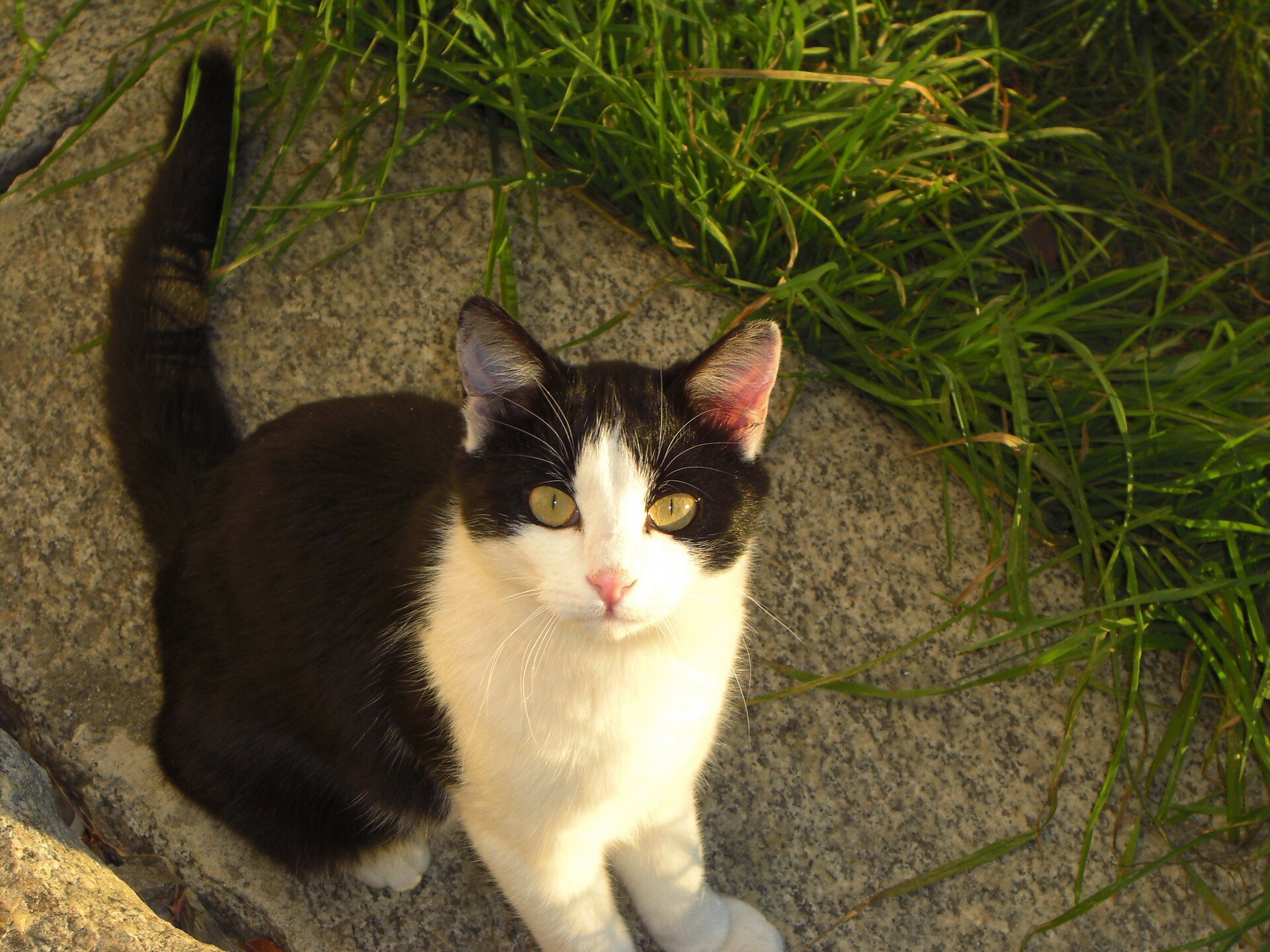Katze