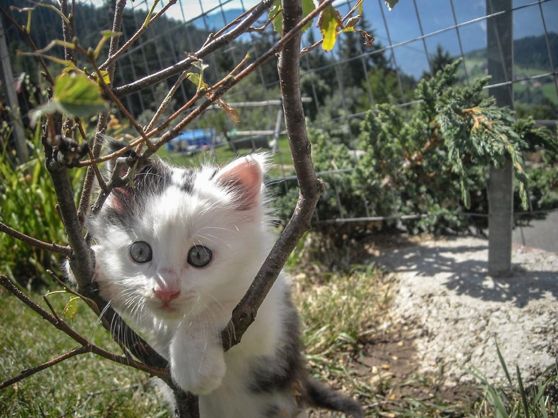 cane