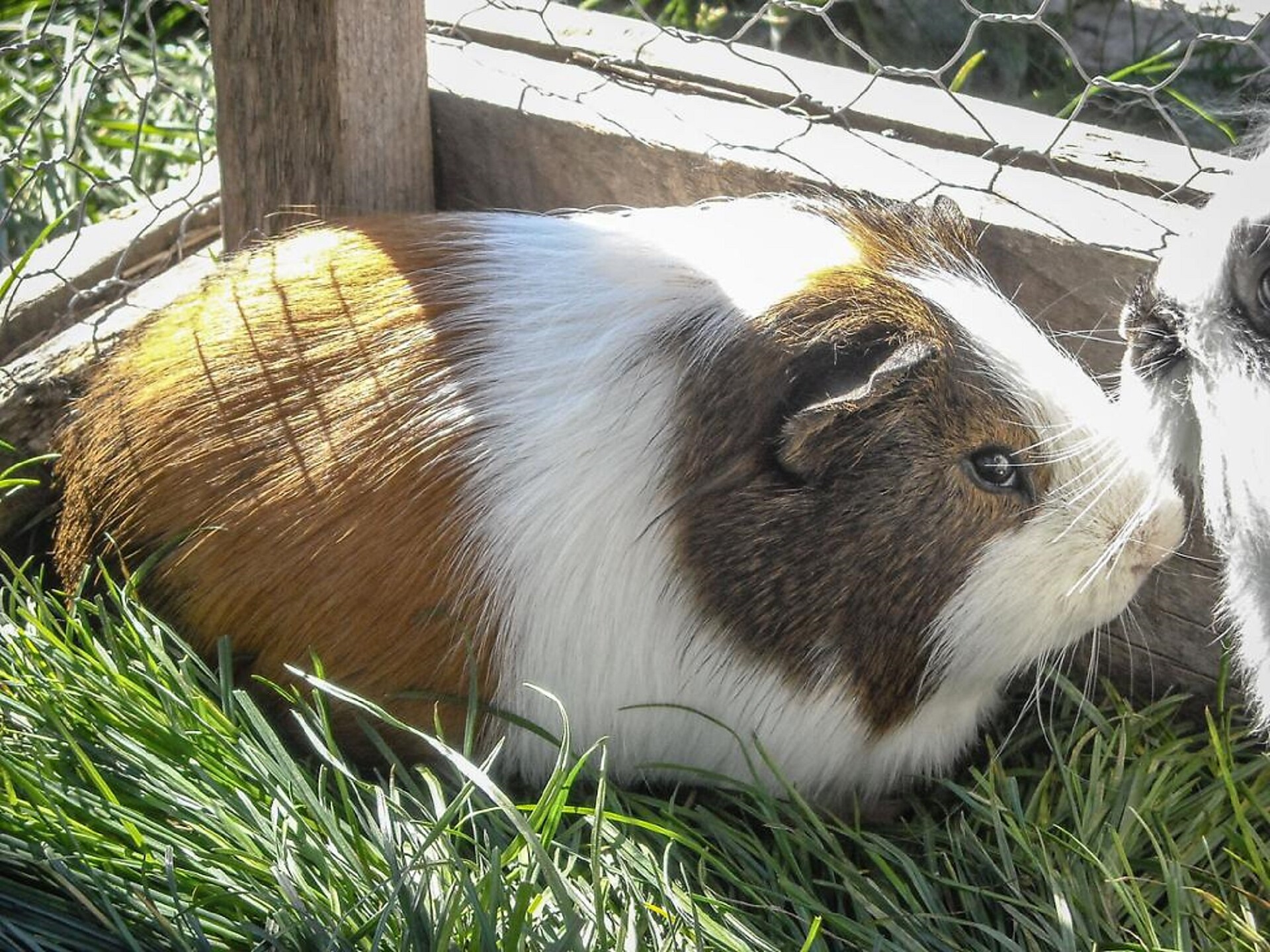porcellino
