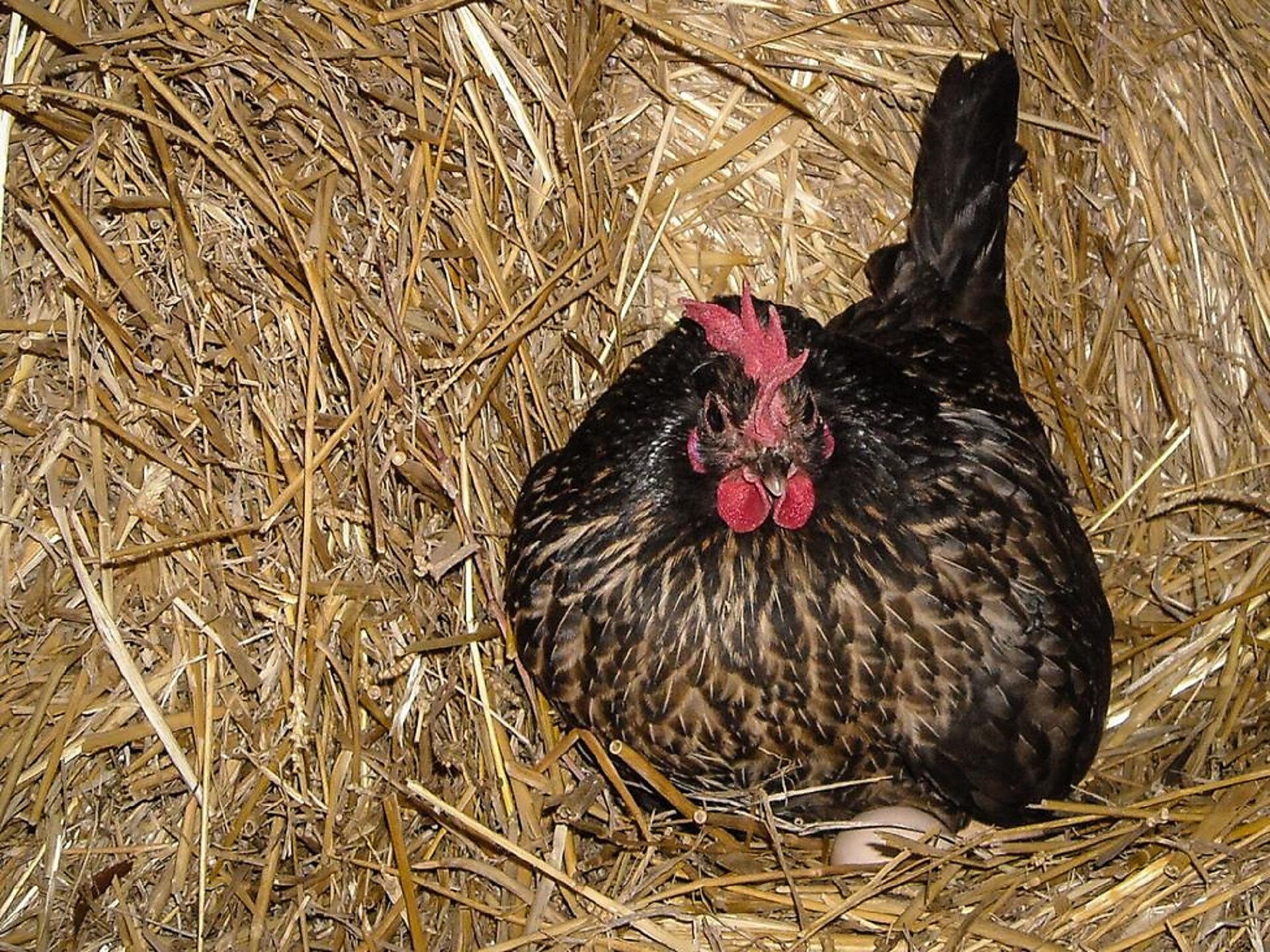 gallina