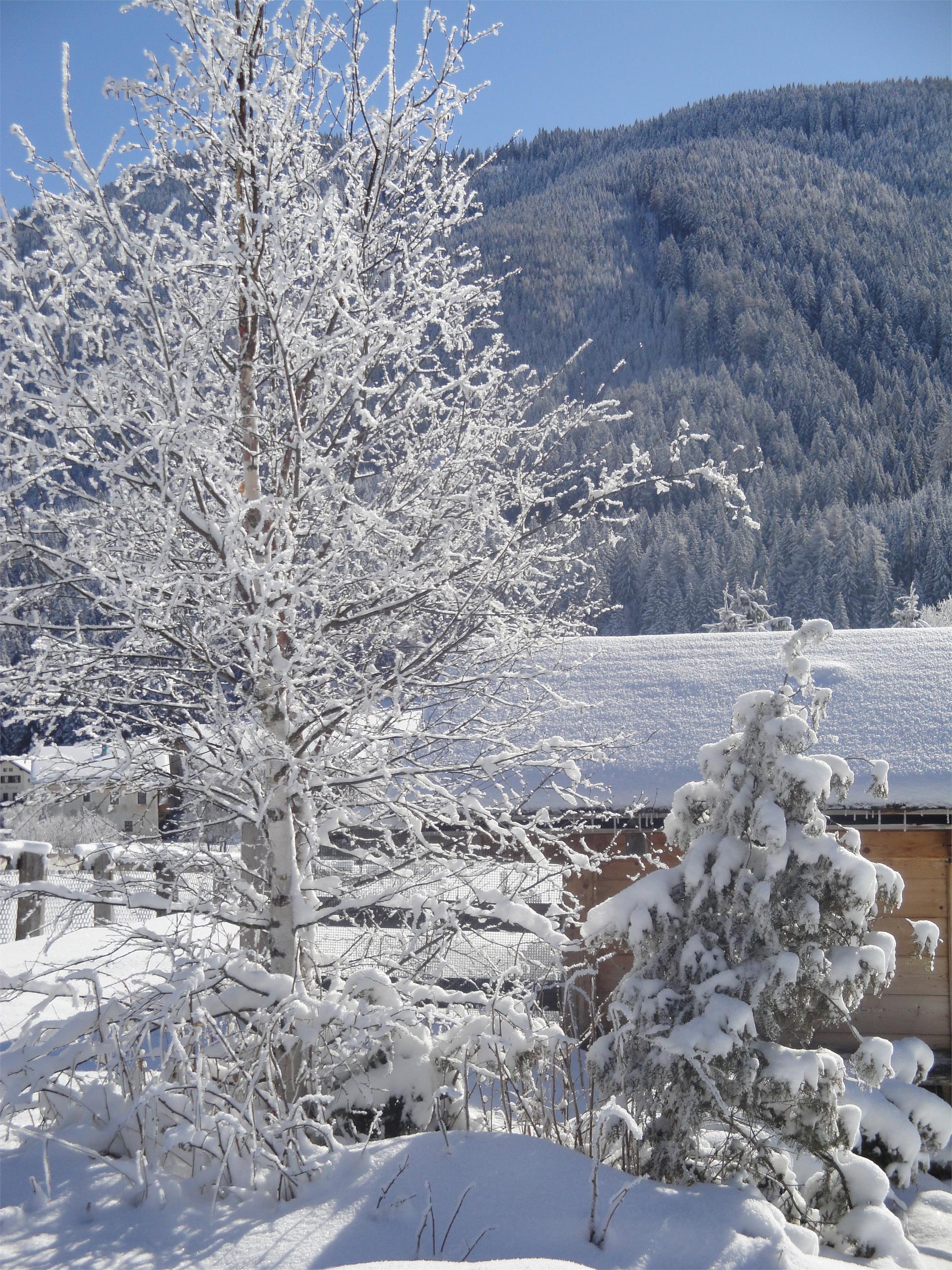 Gratterhof- App.Lisa Gsies 27 suedtirol.info