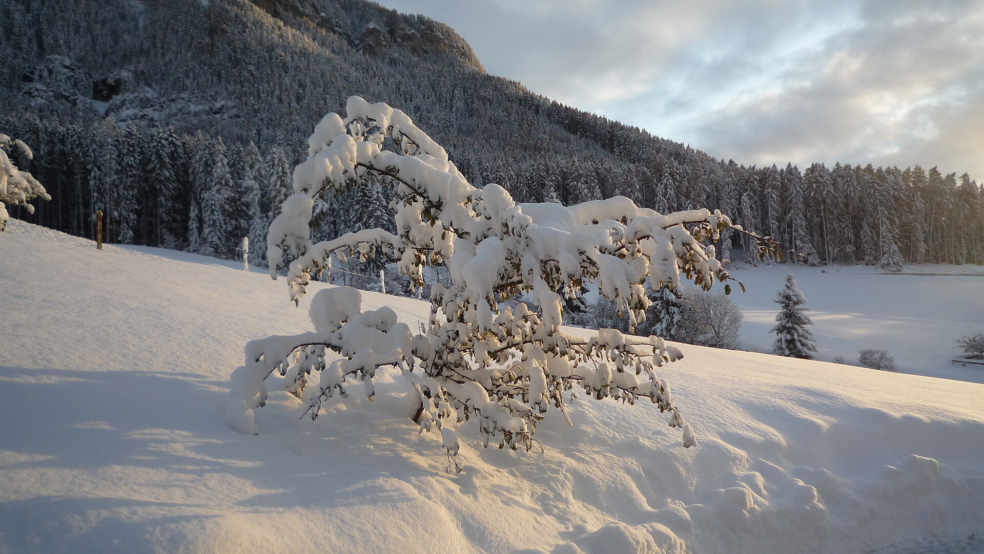 tree with snow