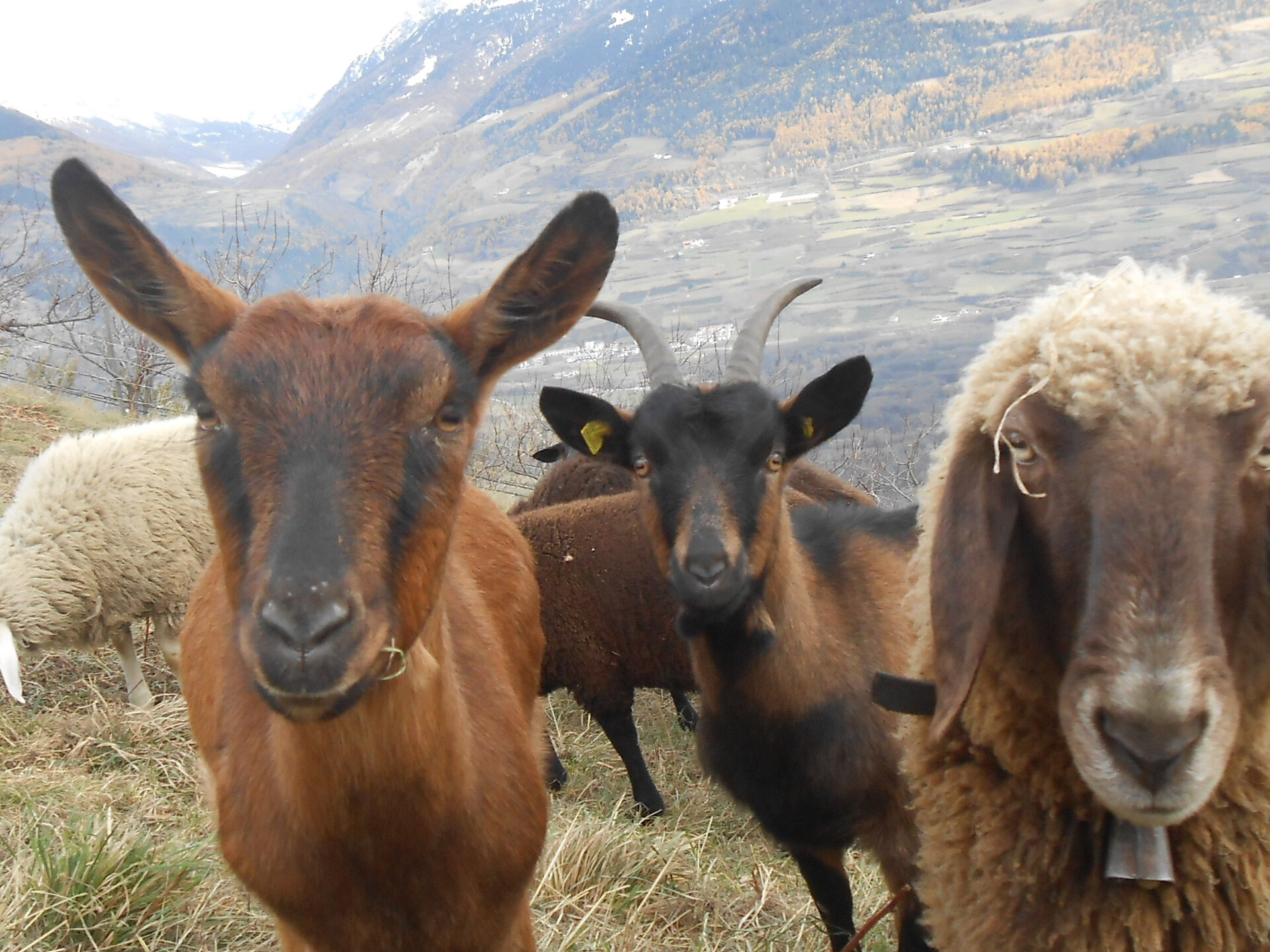 animals