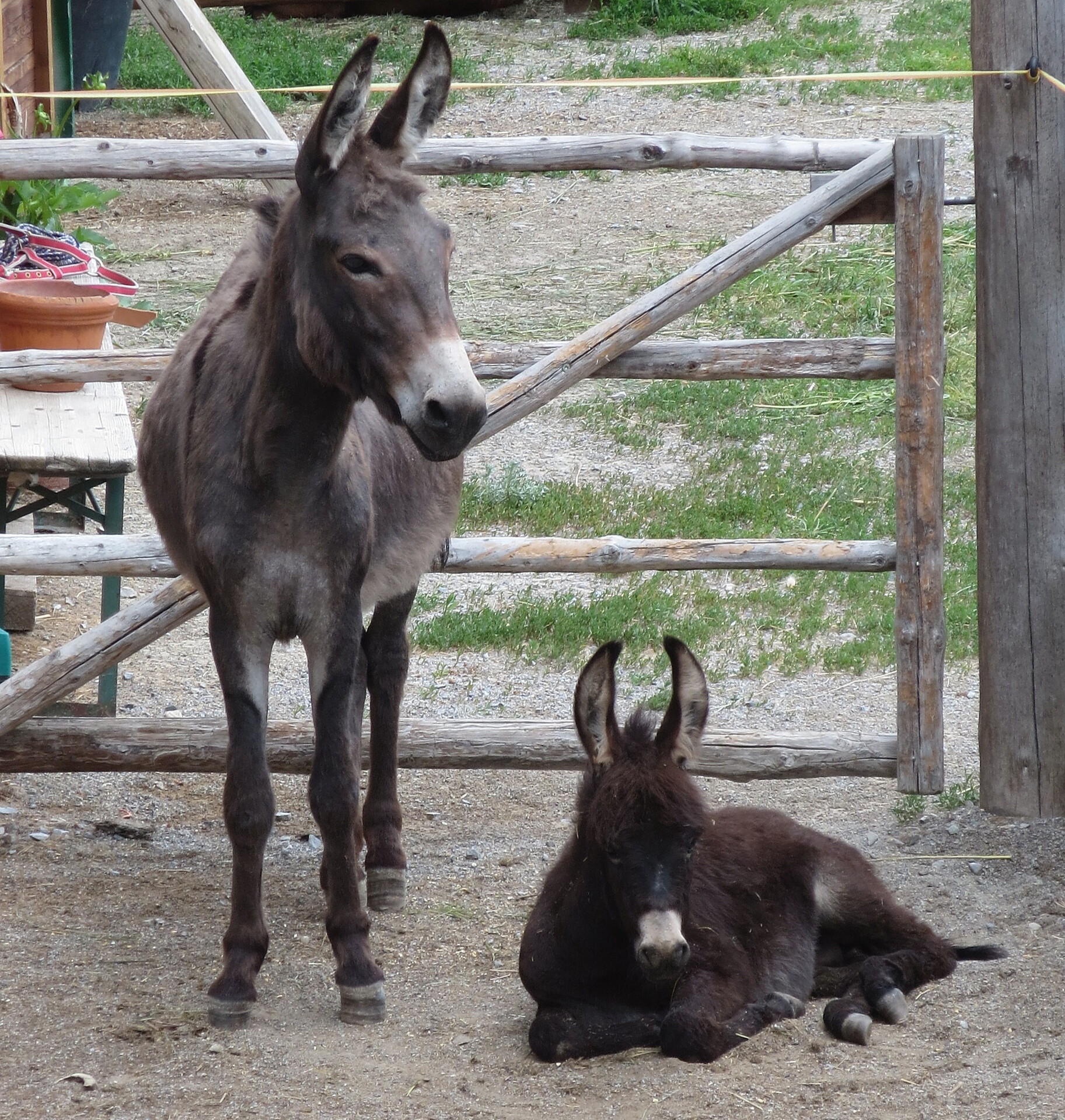 donkey