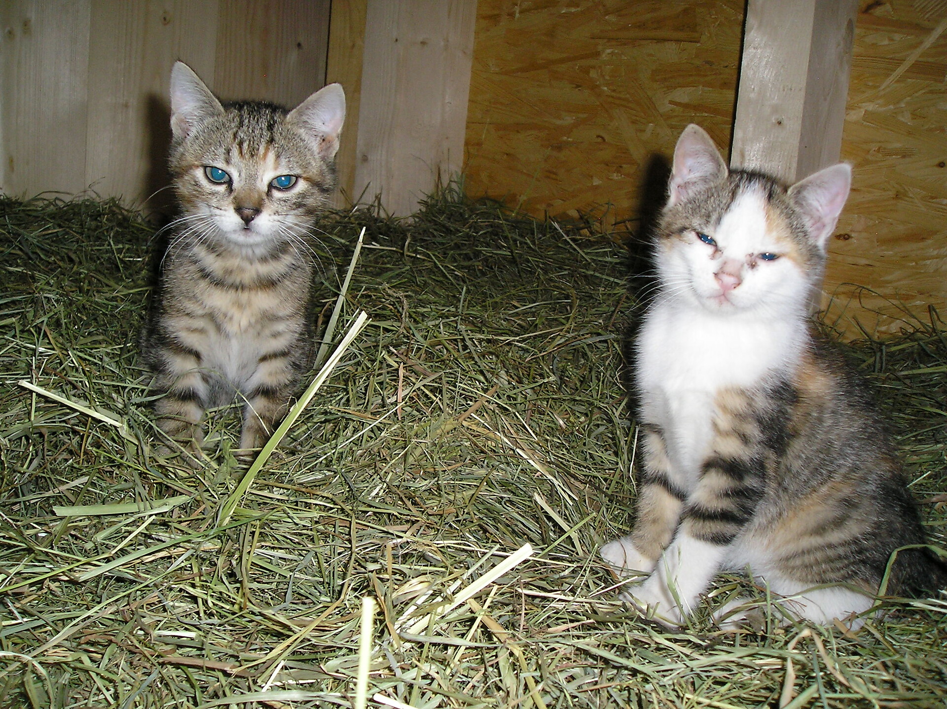 nostre gatti