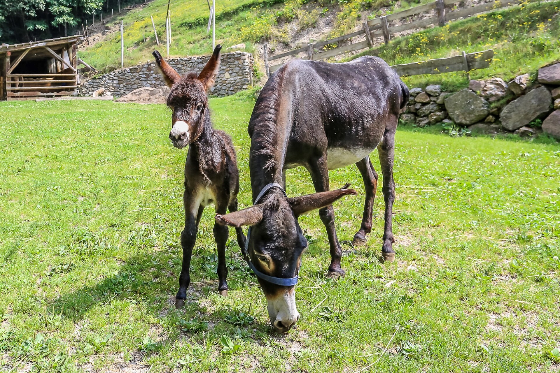Gli asini per l'equitazione e passeggiate
