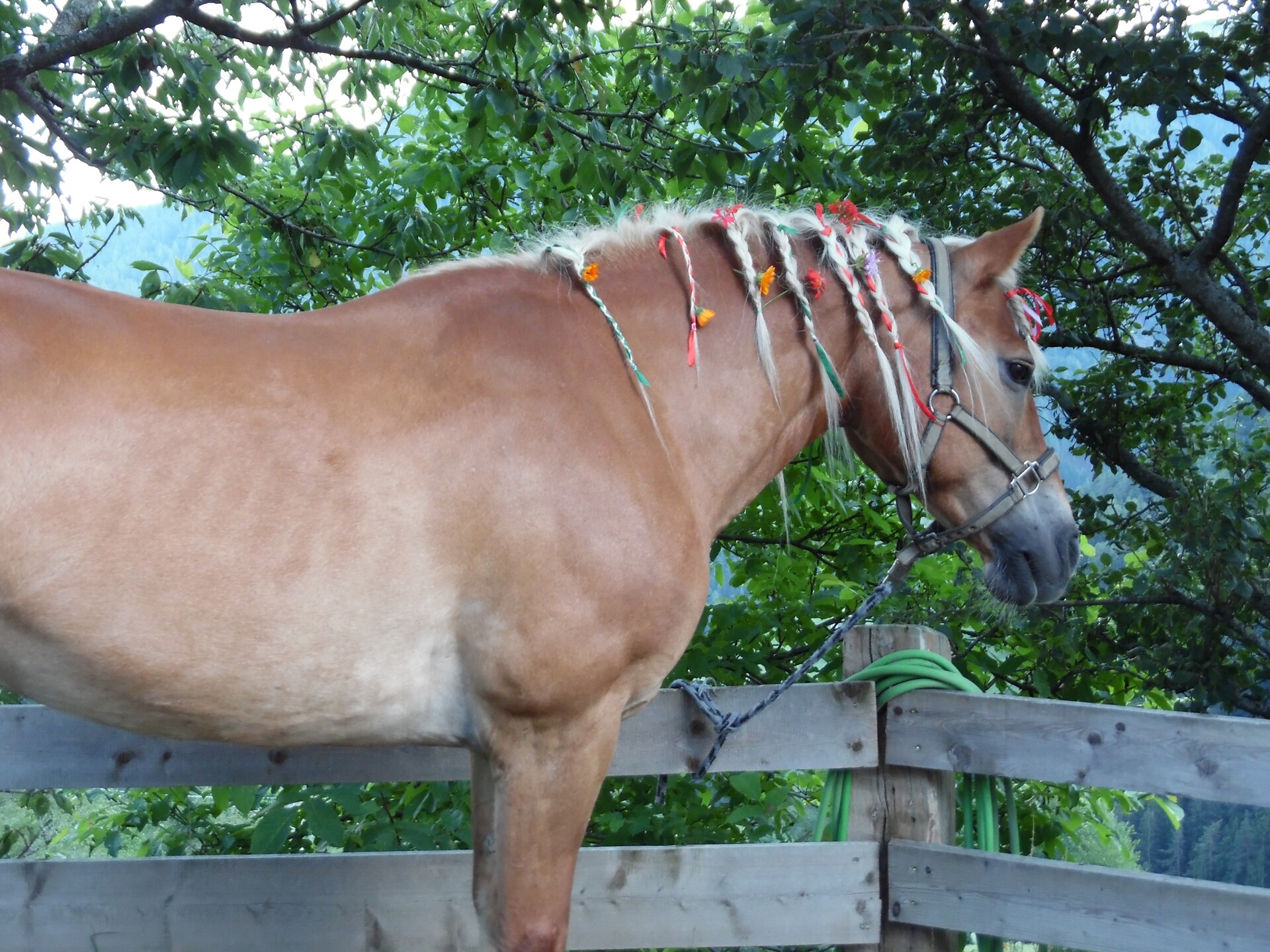 Il nostro cavallo di Aurelia: passeggiate a cavallo in azienda