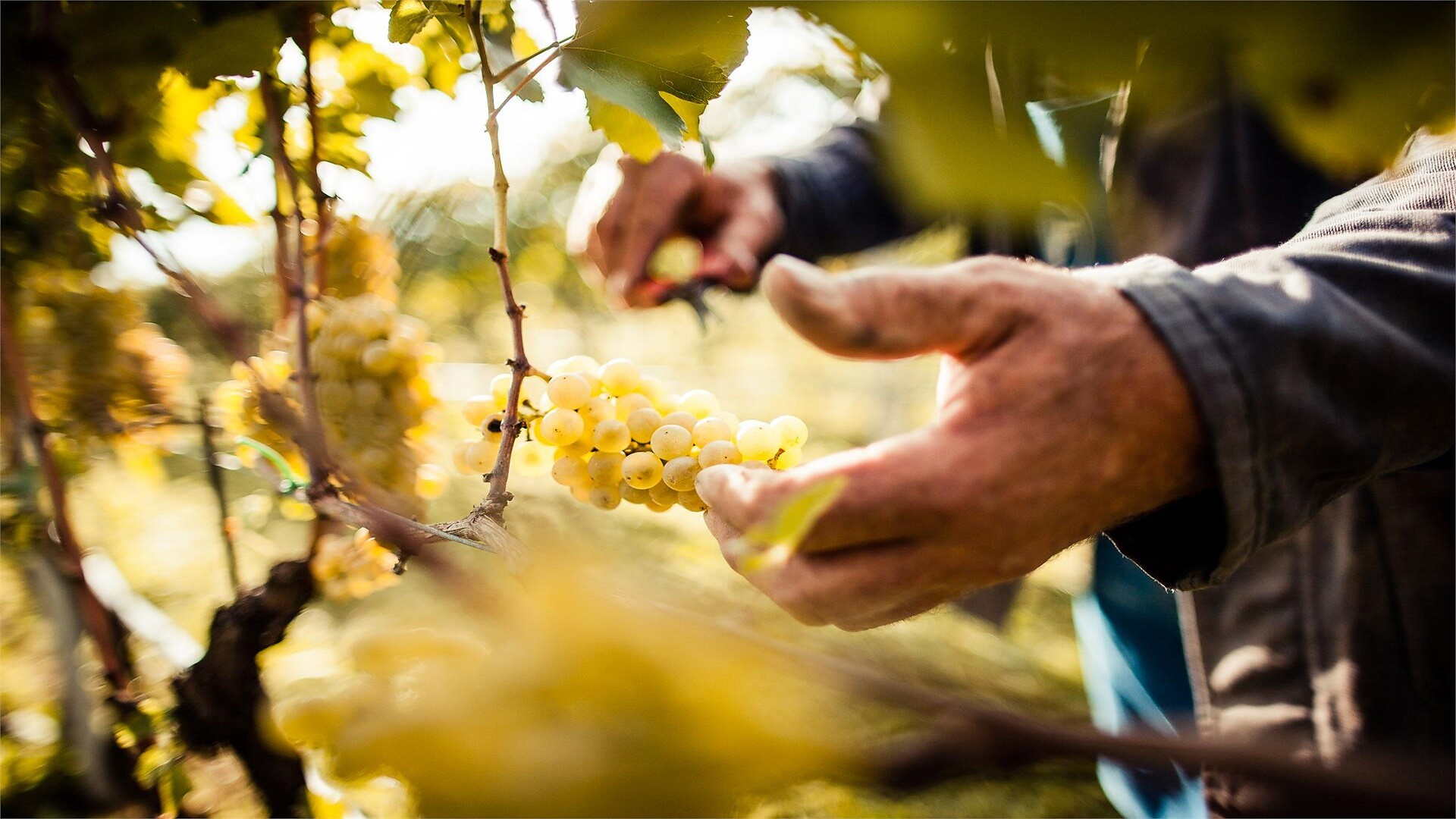 harvest