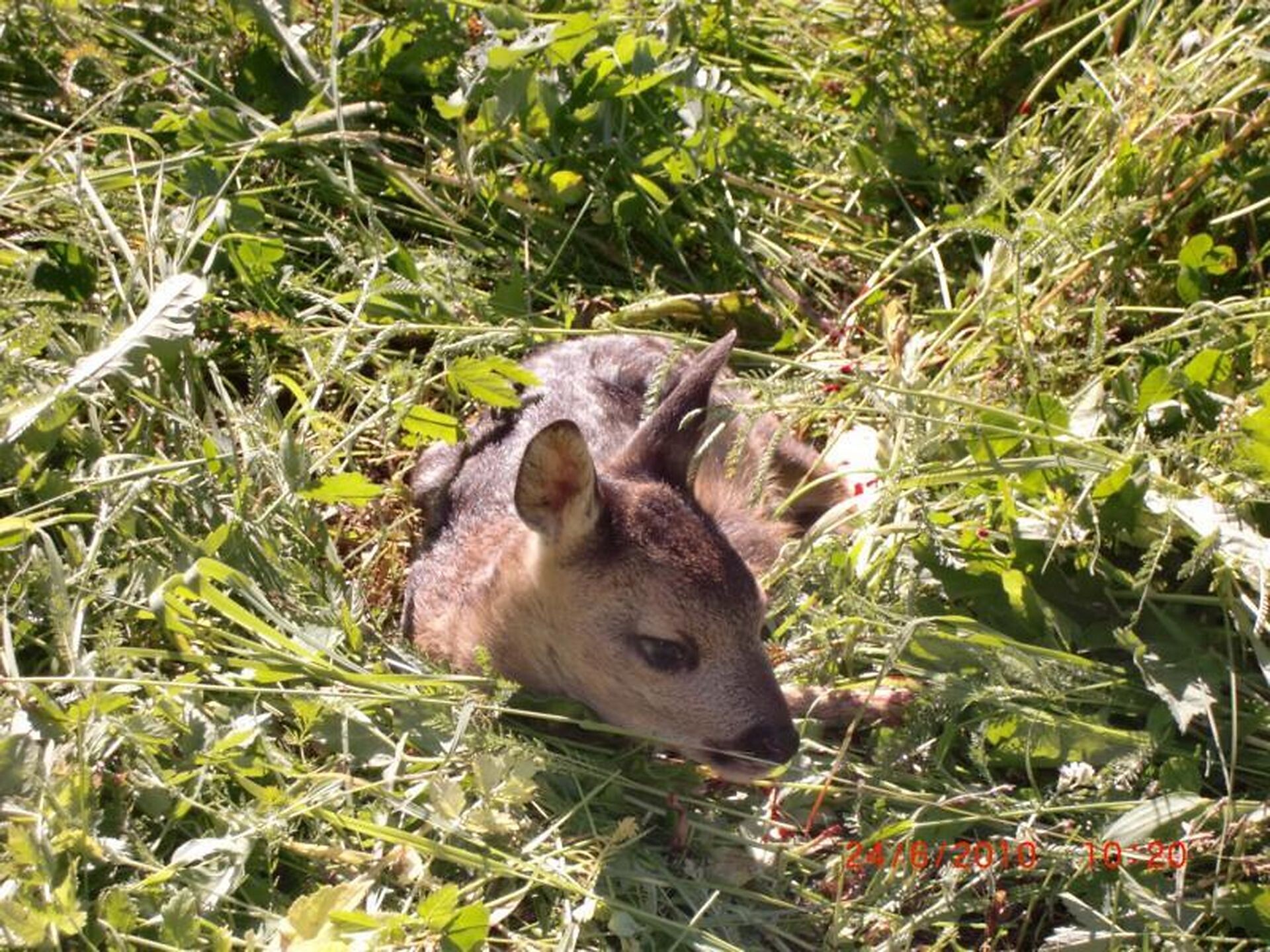 Wildtiere am Trushof