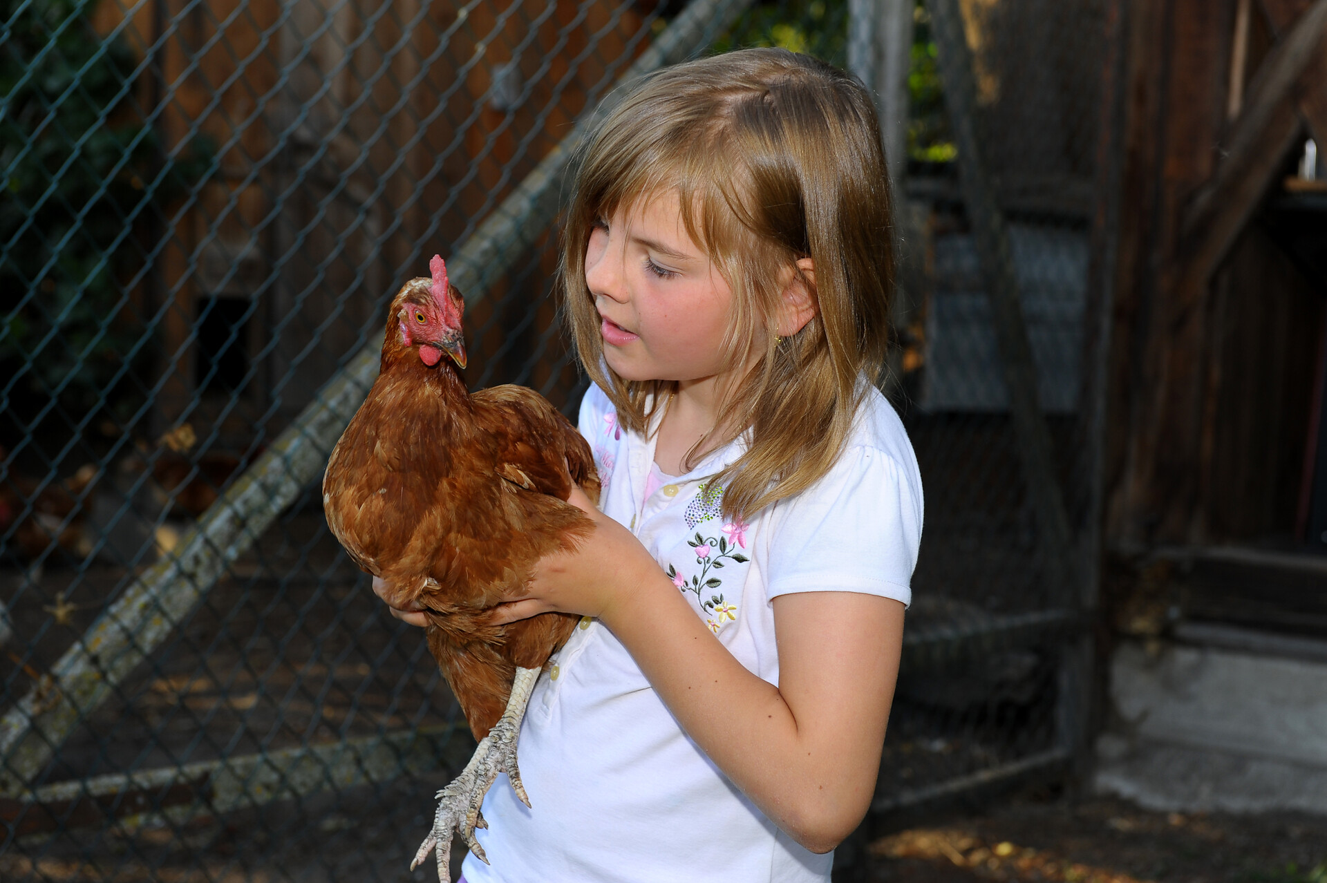 spreak with chicken