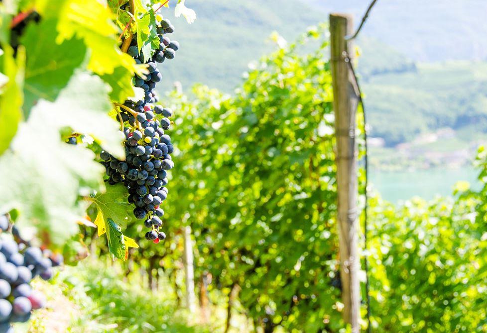 Garni Vogelmaierhof Kaltern an der Weinstraße/Caldaro sulla Strada del Vino 3 suedtirol.info