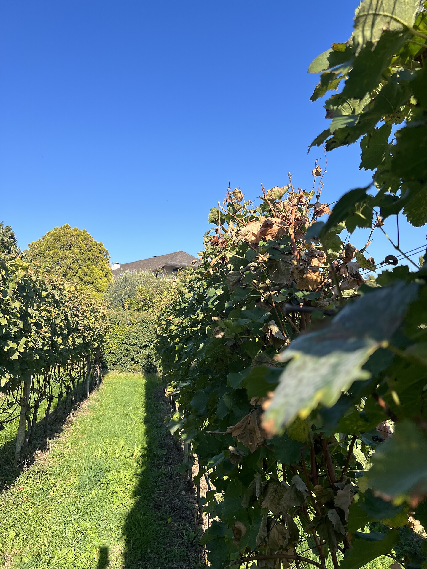 Gerold Kieser - Alto Adige Wine Road - #3 - suedtirol.info