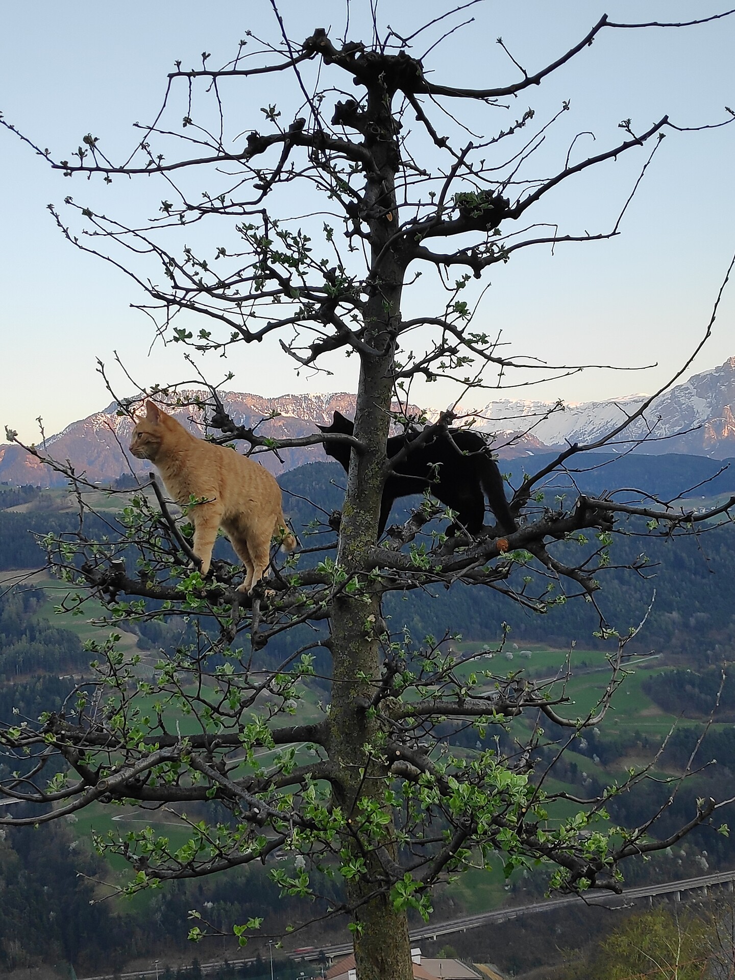 Gretel & Findus