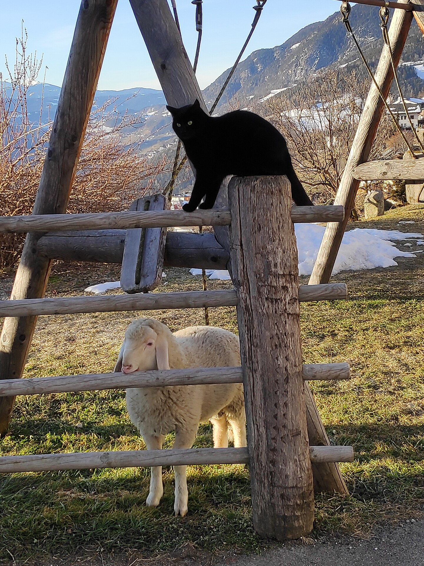 Findus & Wotan