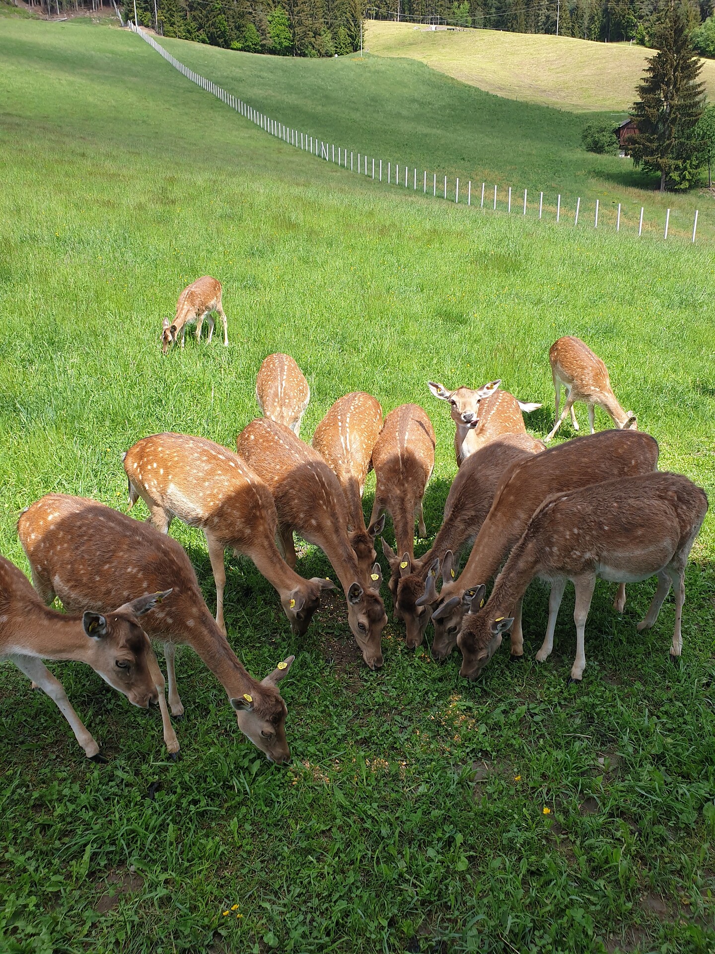 unser Dammwild