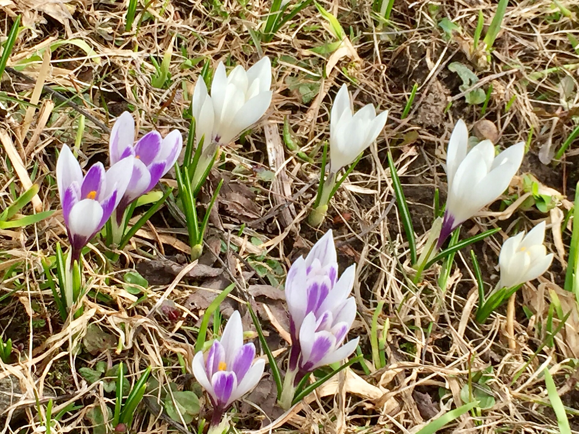Krokusse
