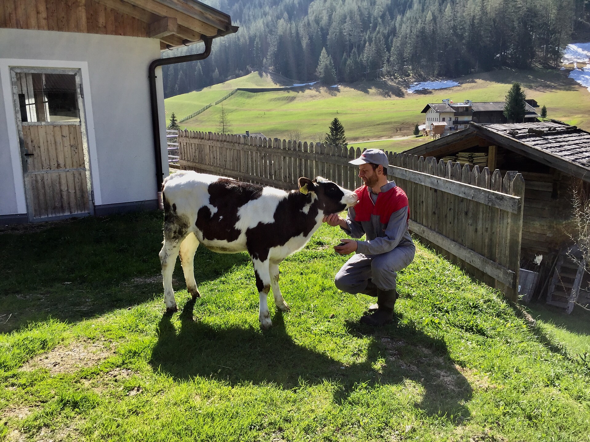 Bauer mit Kälbchen