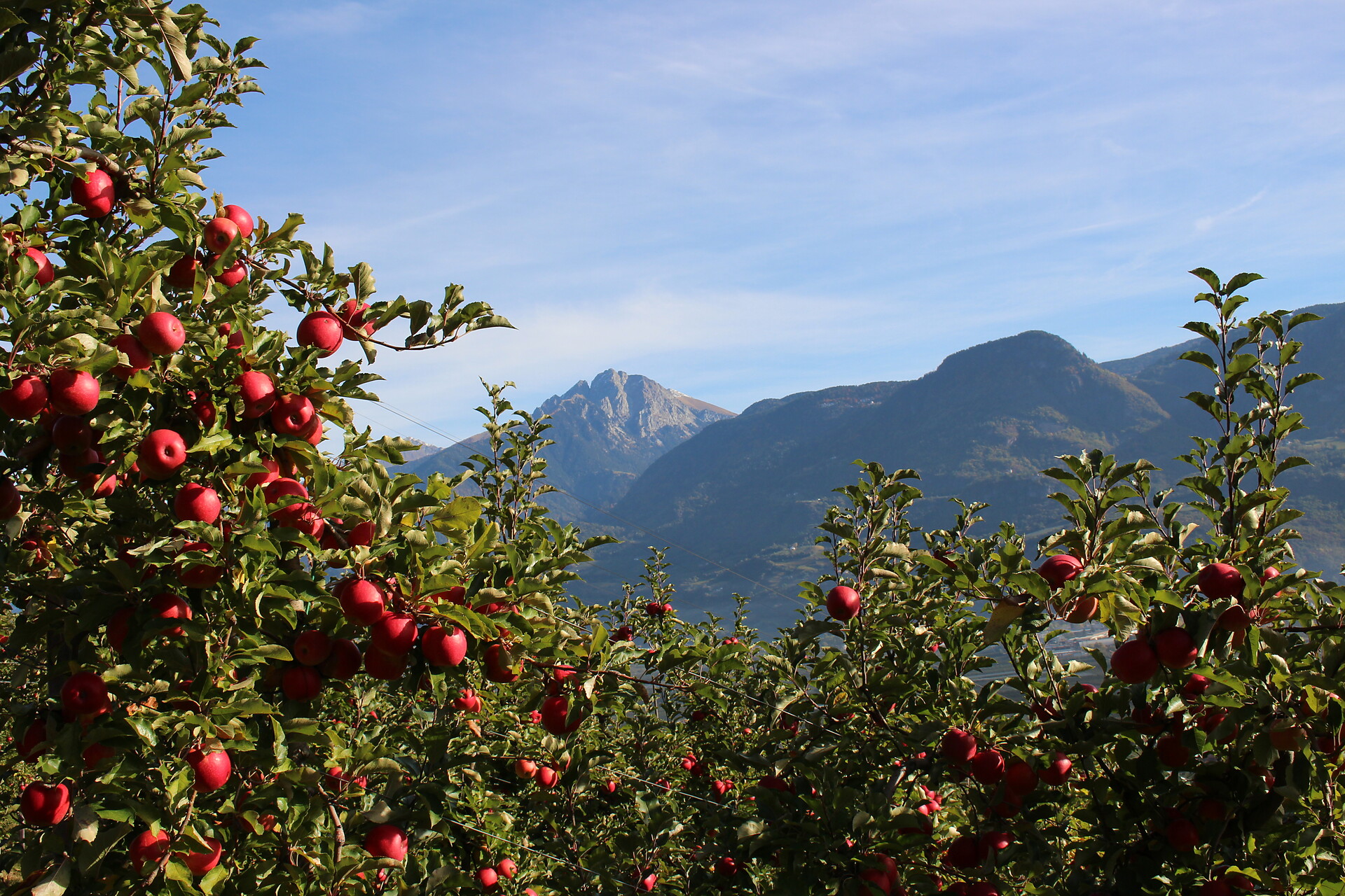 apples and mountains