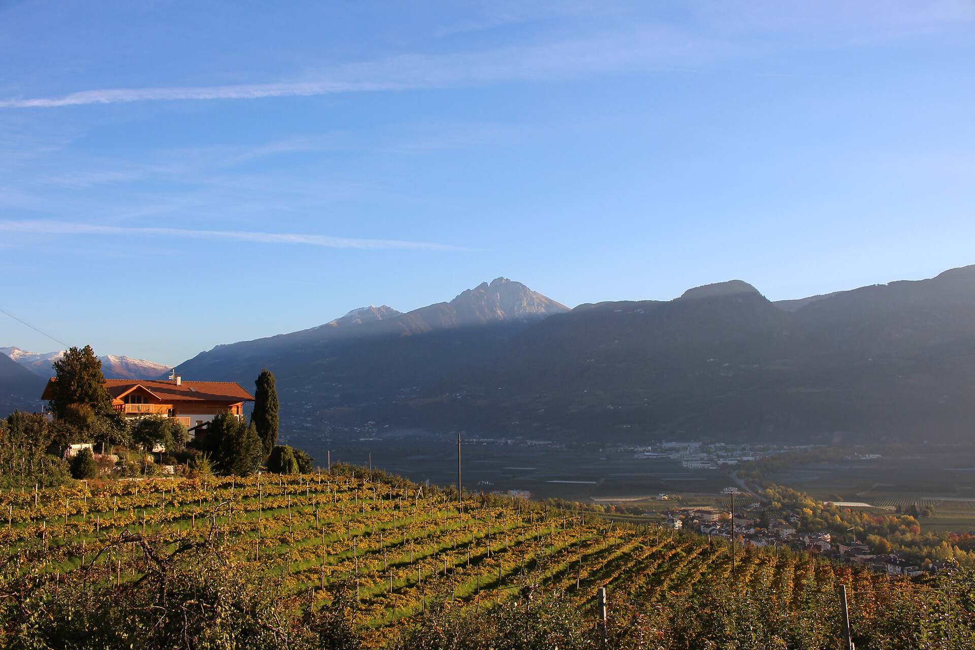 Vinery