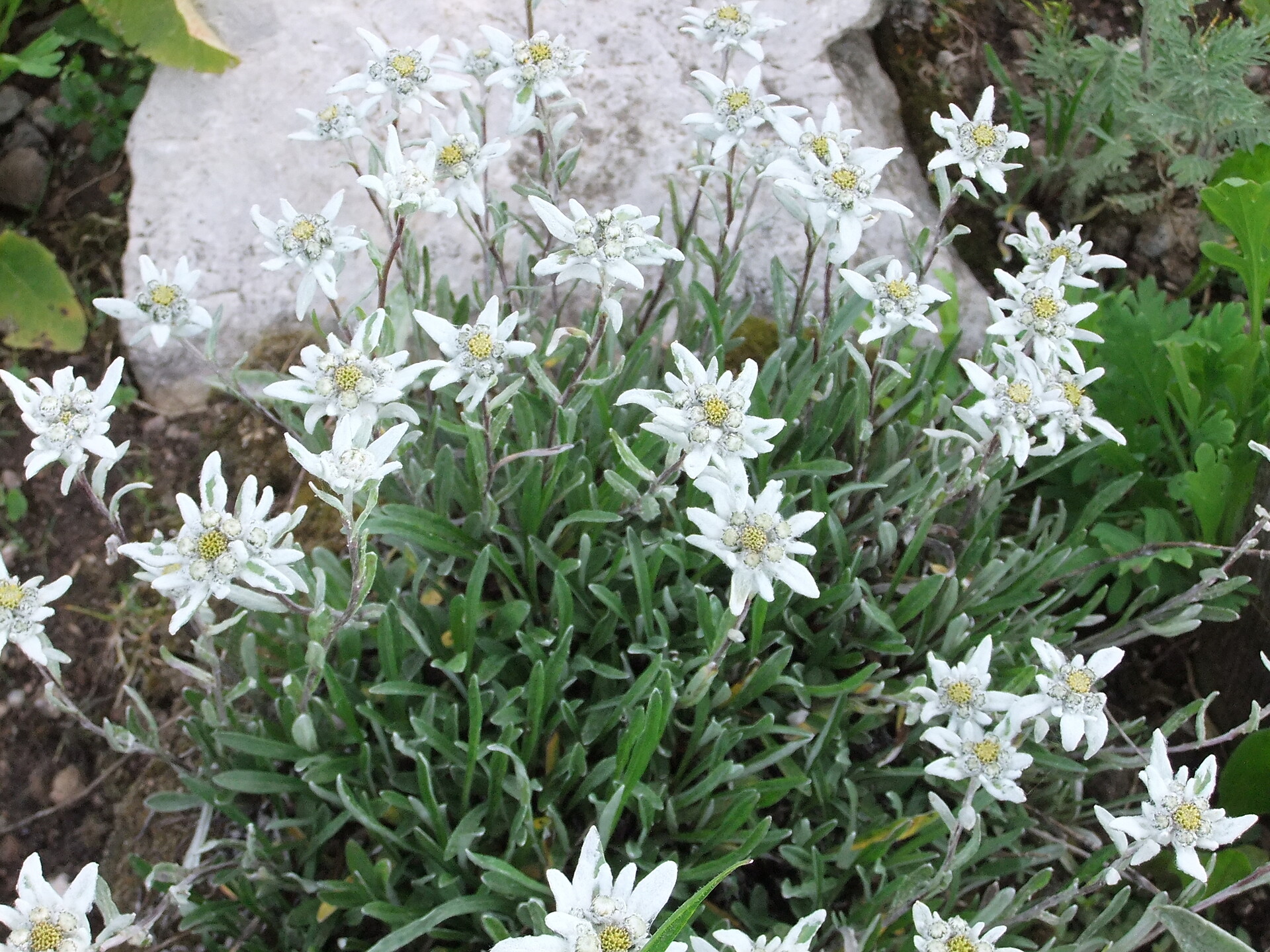 Edelweiss