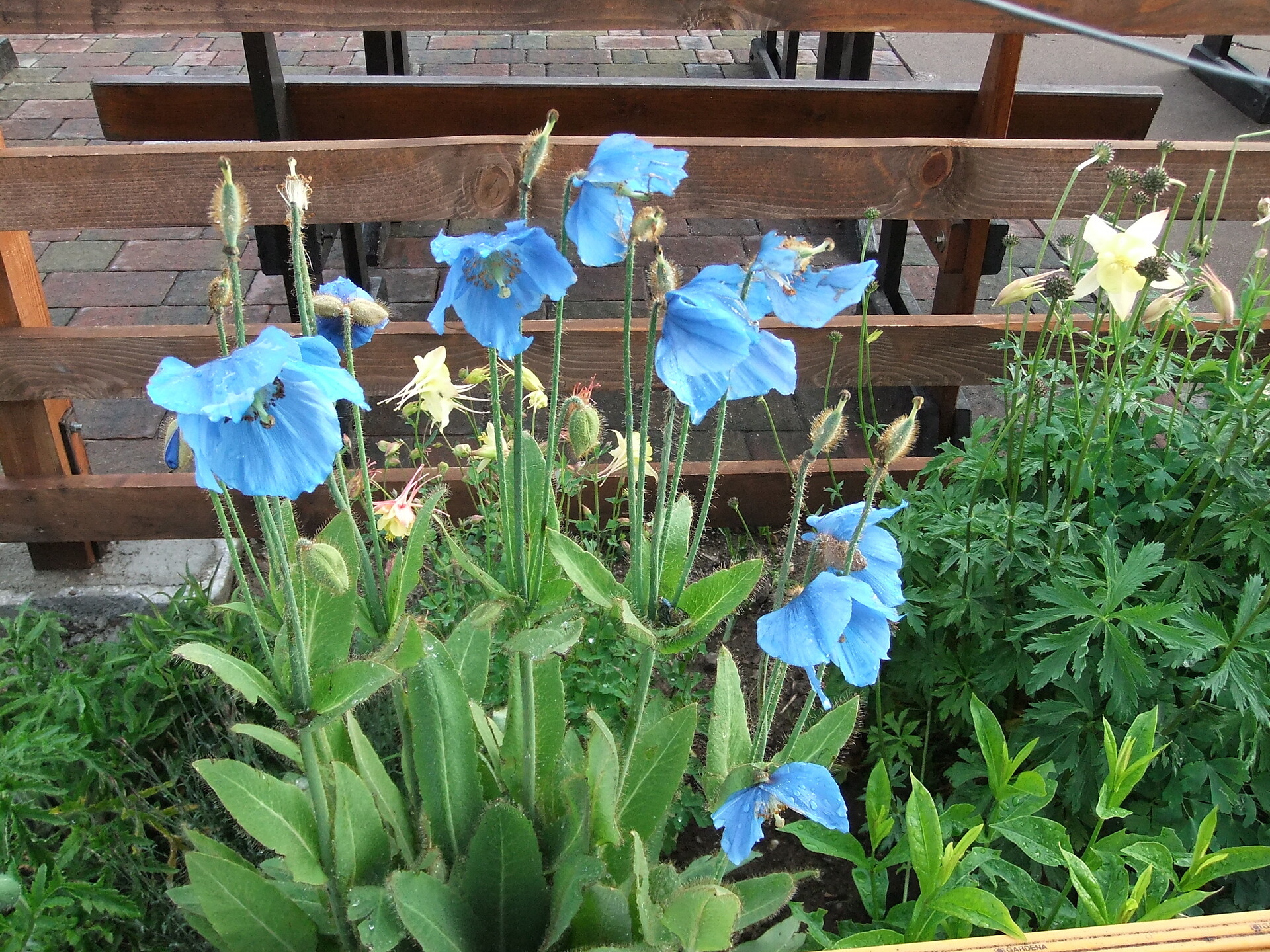 Blauer Mohn
