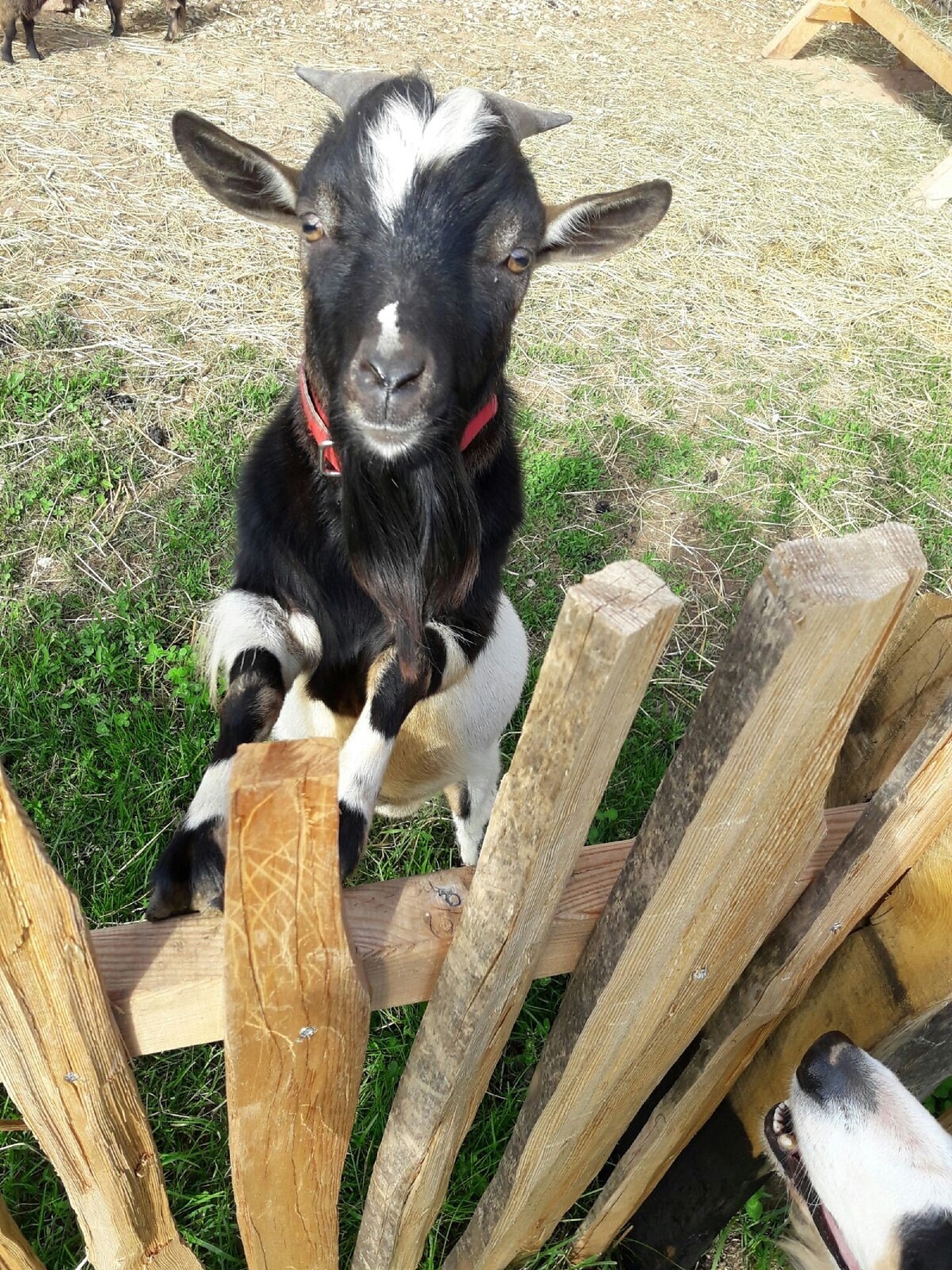 animal