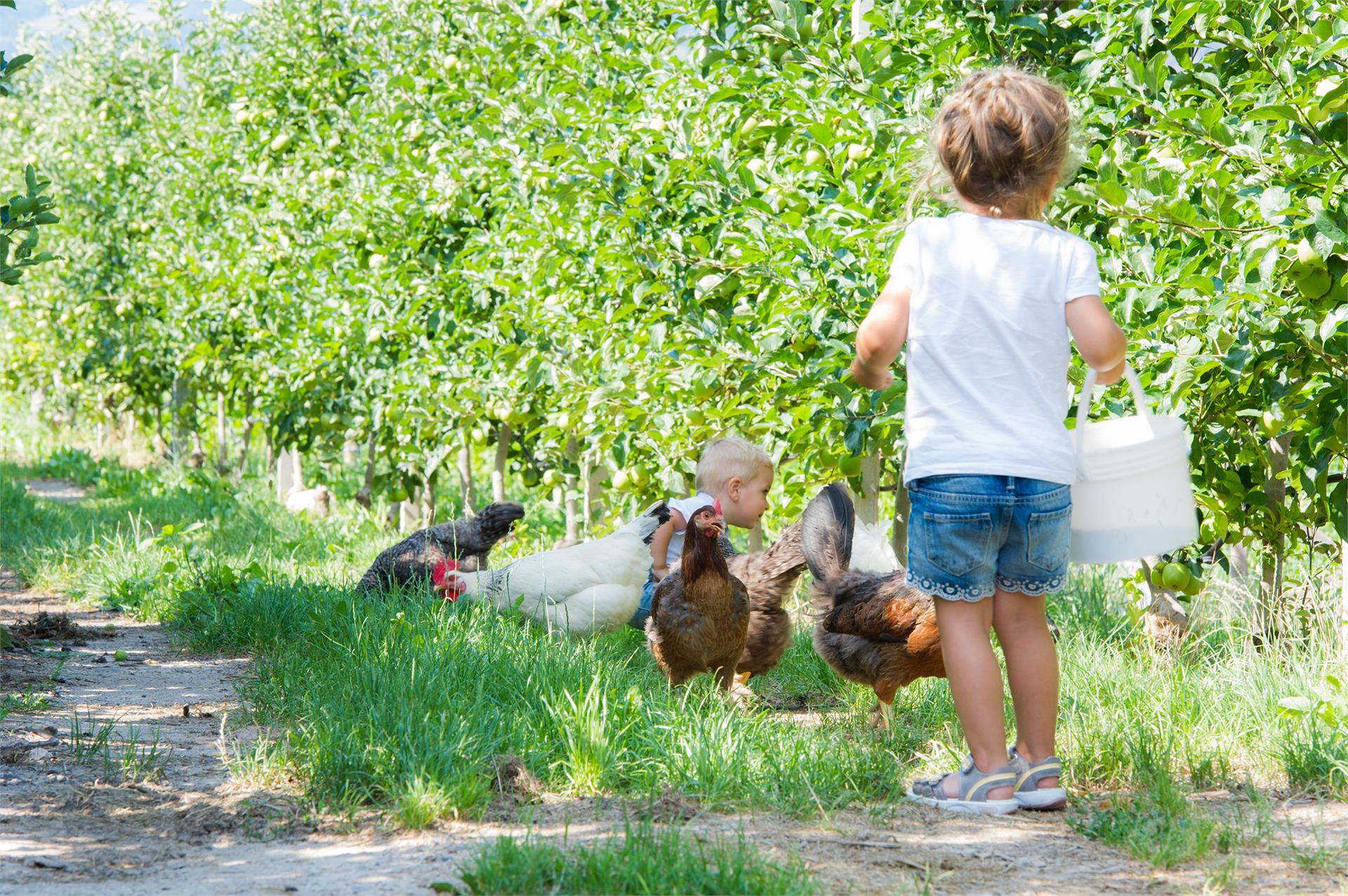 Gasshuberhof Appiano sulla Strada del Vino 16 suedtirol.info