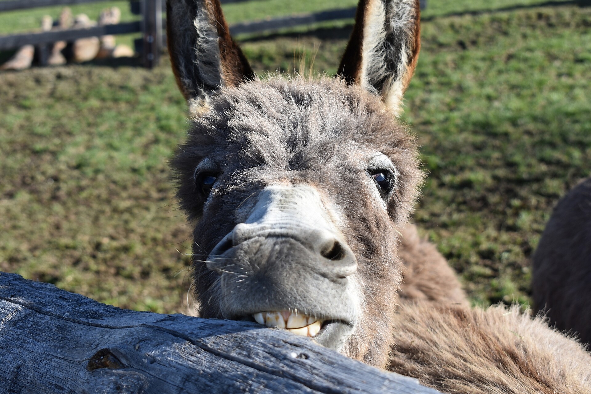Our donkey