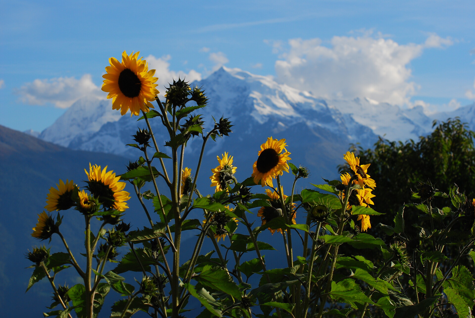 Mountain Ortler