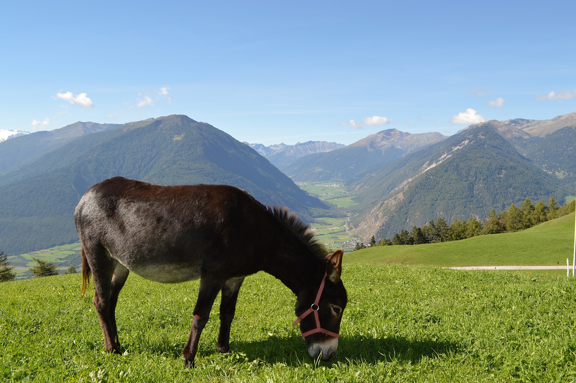 Our donkey