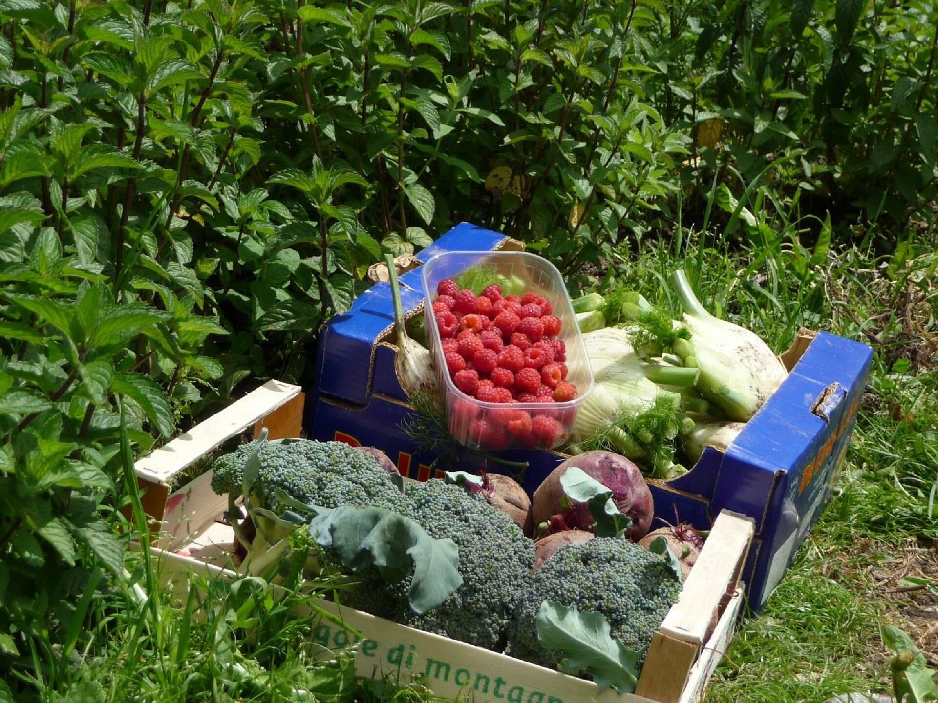 Giardino