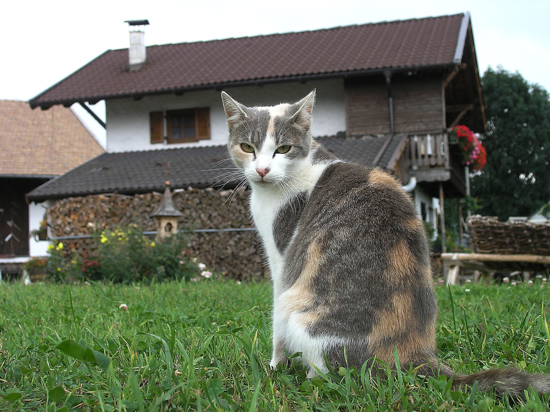 Our cat