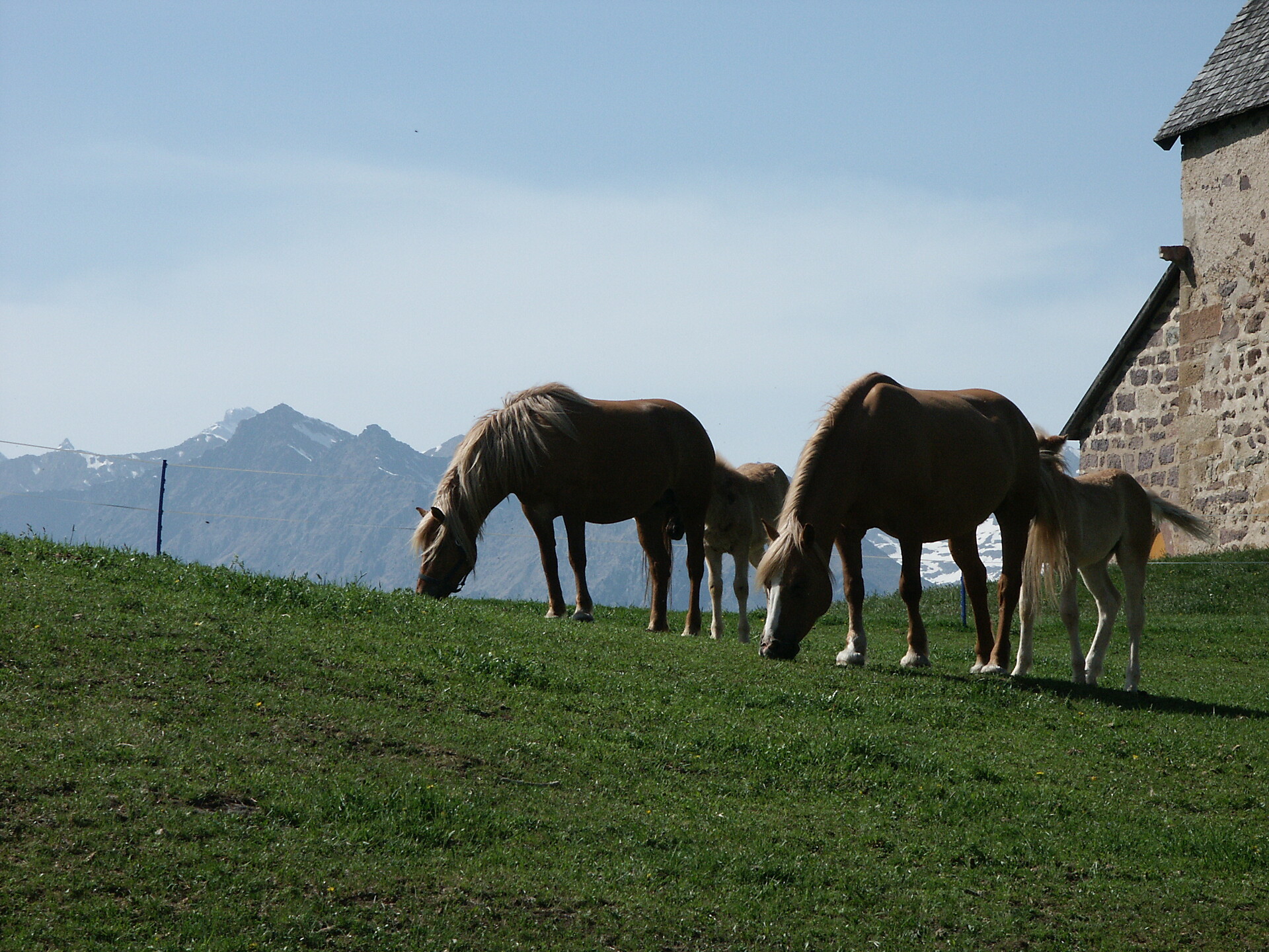 The famous Haflinger horses