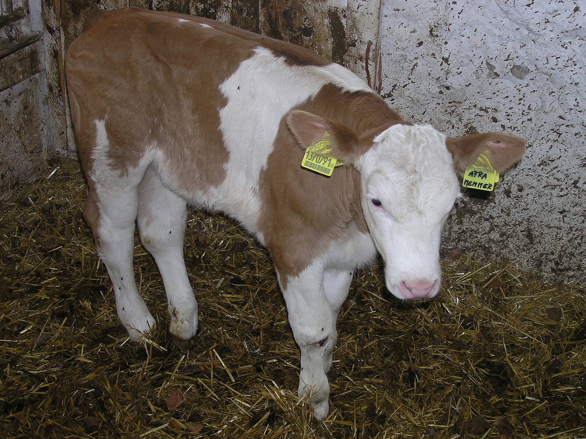 Our cow on the farm in the stable
