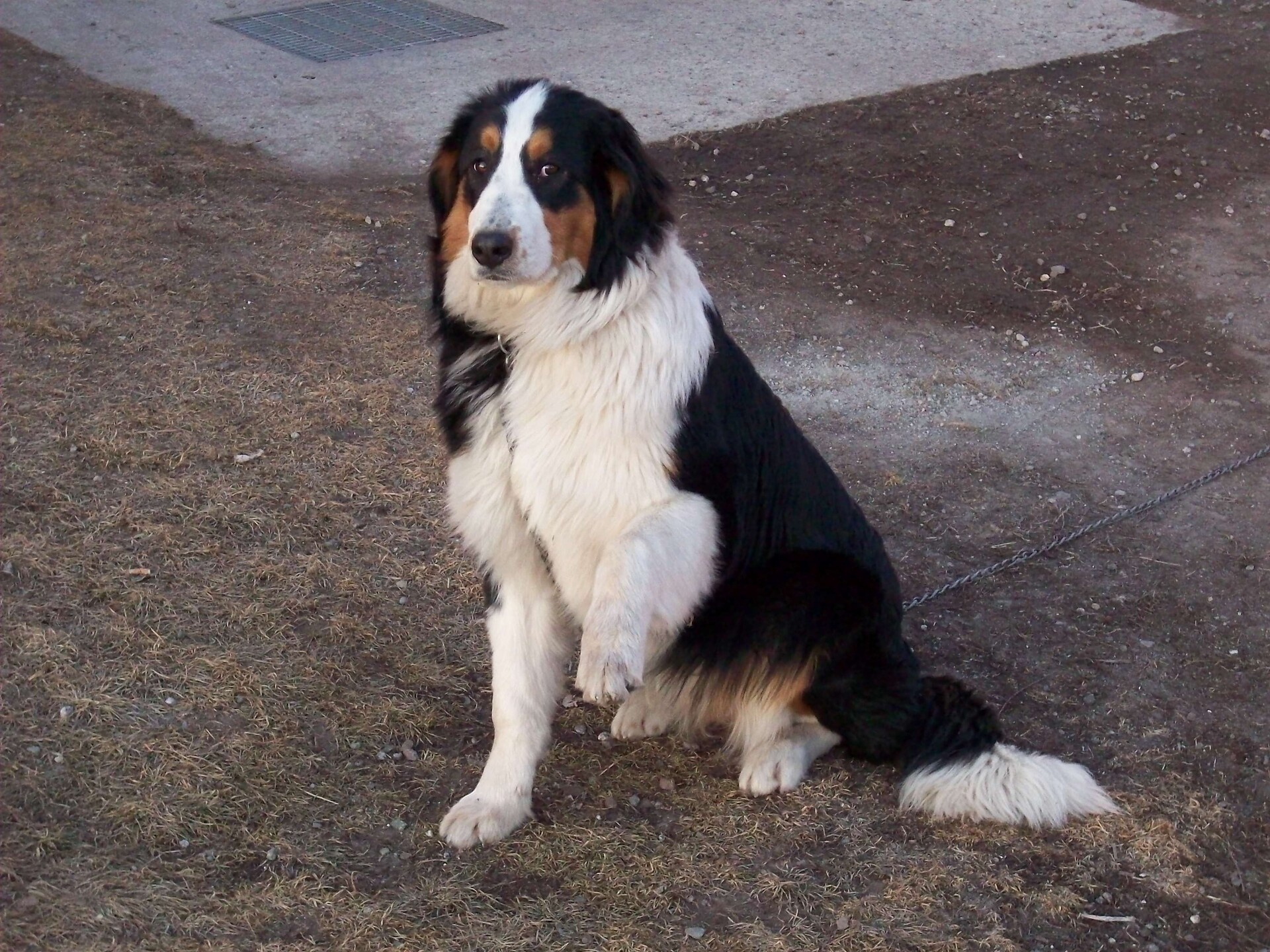 Our lovely dog